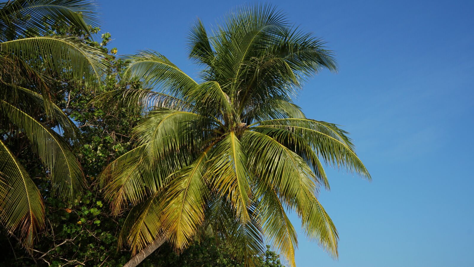 Sony a6300 + Sony Vario-Tessar T* E 16-70mm F4 ZA OSS sample photo. Palm, maldives, beach photography