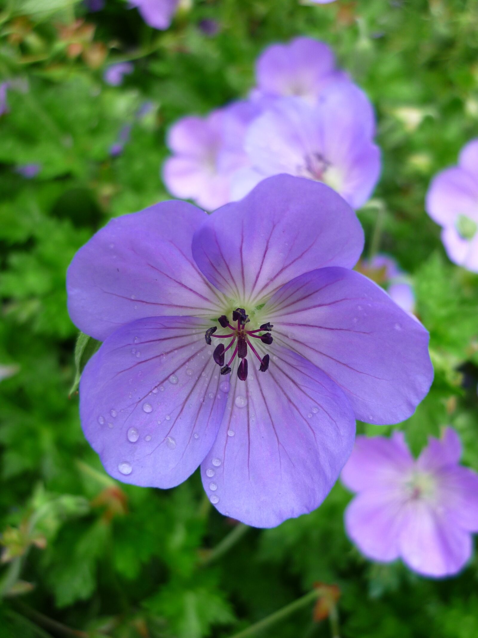 Panasonic Lumix DMC-FS6 sample photo. Cranesbill, flower, light blue photography