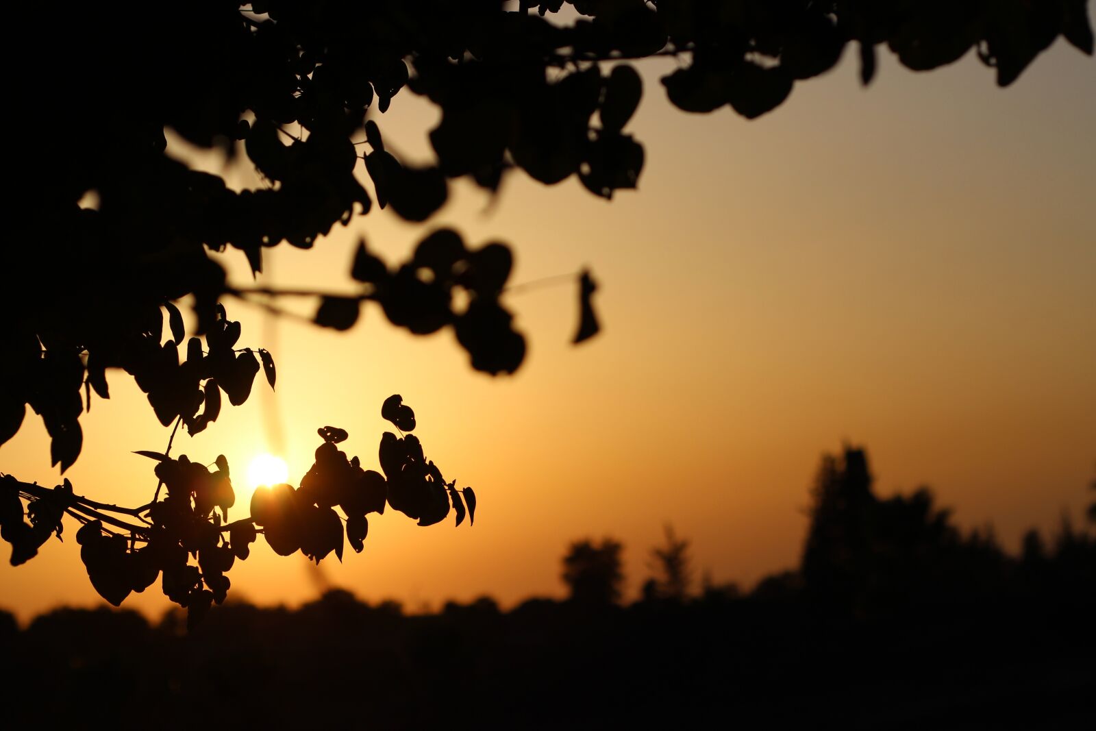 Canon EOS 600D (Rebel EOS T3i / EOS Kiss X5) + Canon EF 50mm F1.8 II sample photo. Sunset, nature, landscape photography