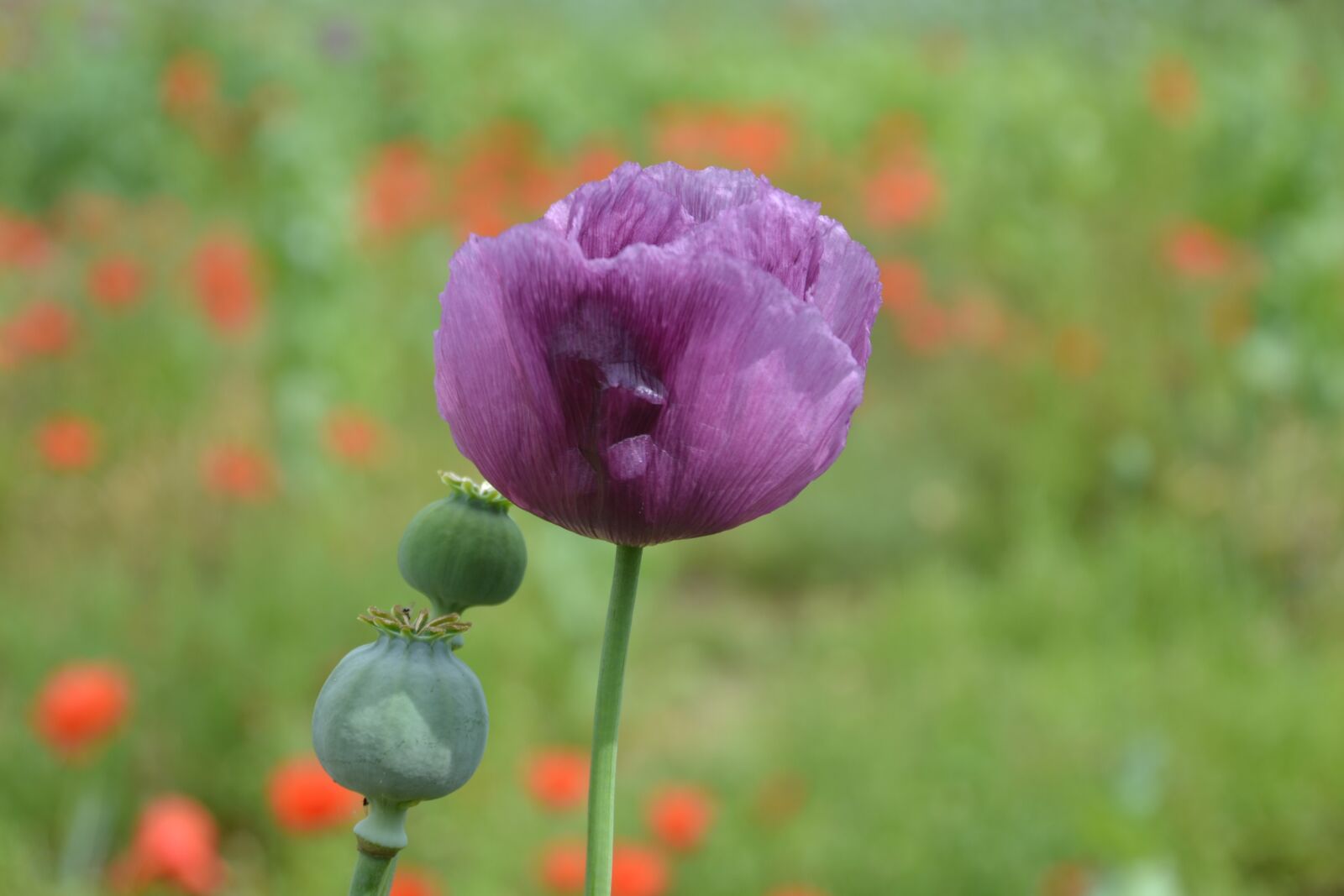 Nikon D3100 sample photo. Poppy, purple, red photography