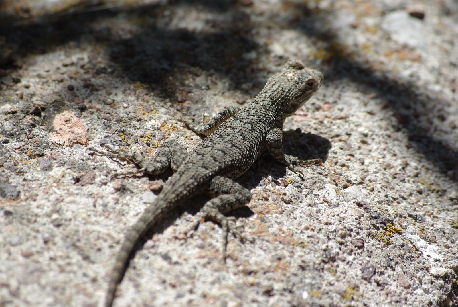 Pentax K200D sample photo. Lizard, desert, reptile photography
