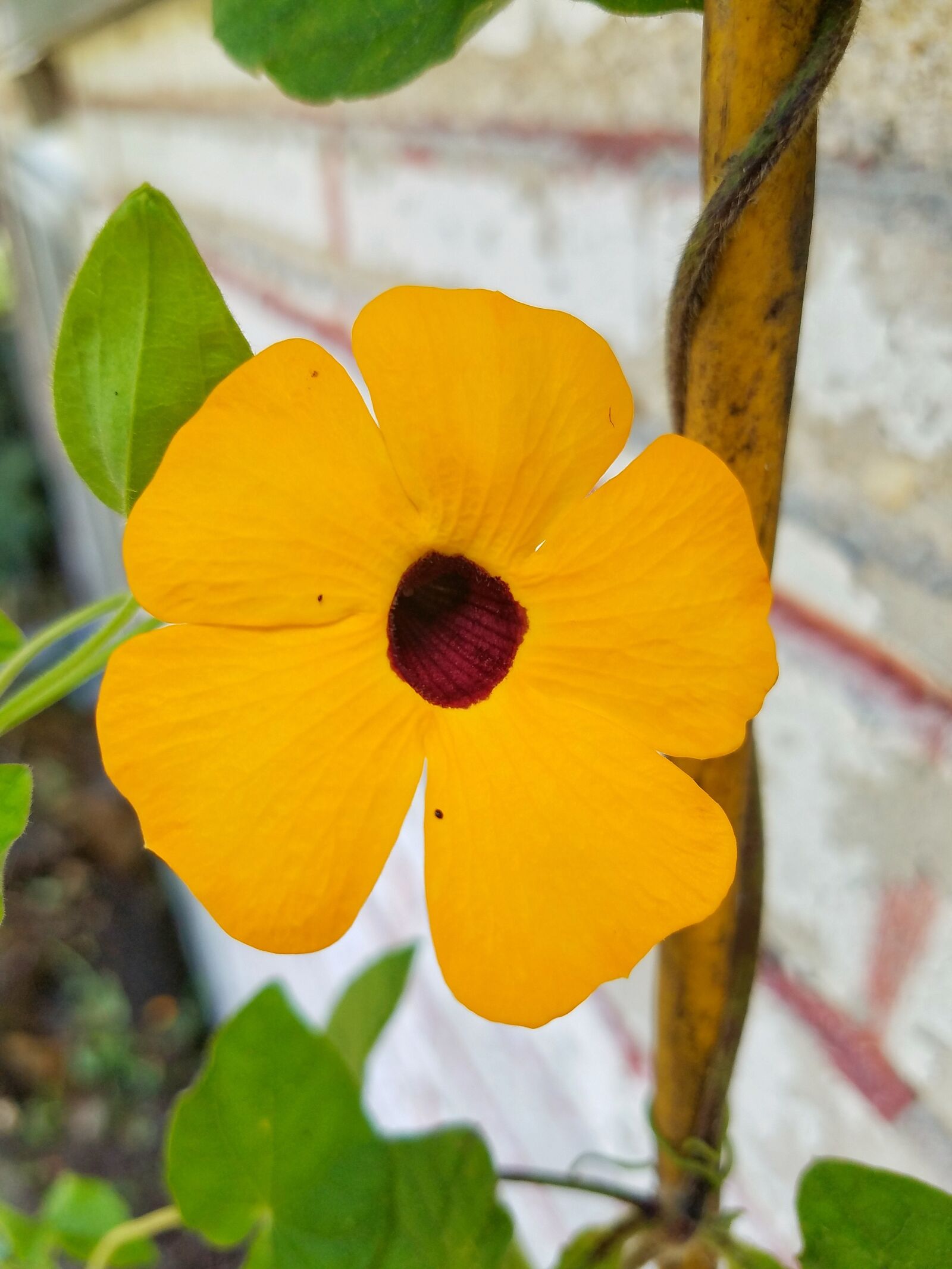 Samsung Galaxy S7 sample photo. Orange flower, nature, purple photography