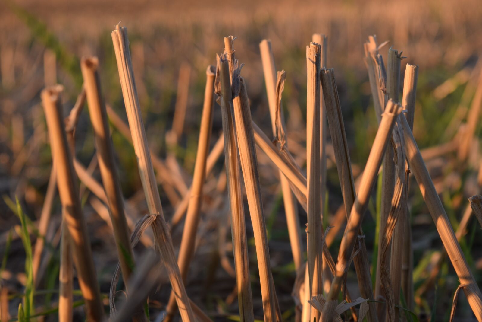 Nikon D3300 sample photo. Stubble, halme, harvested photography