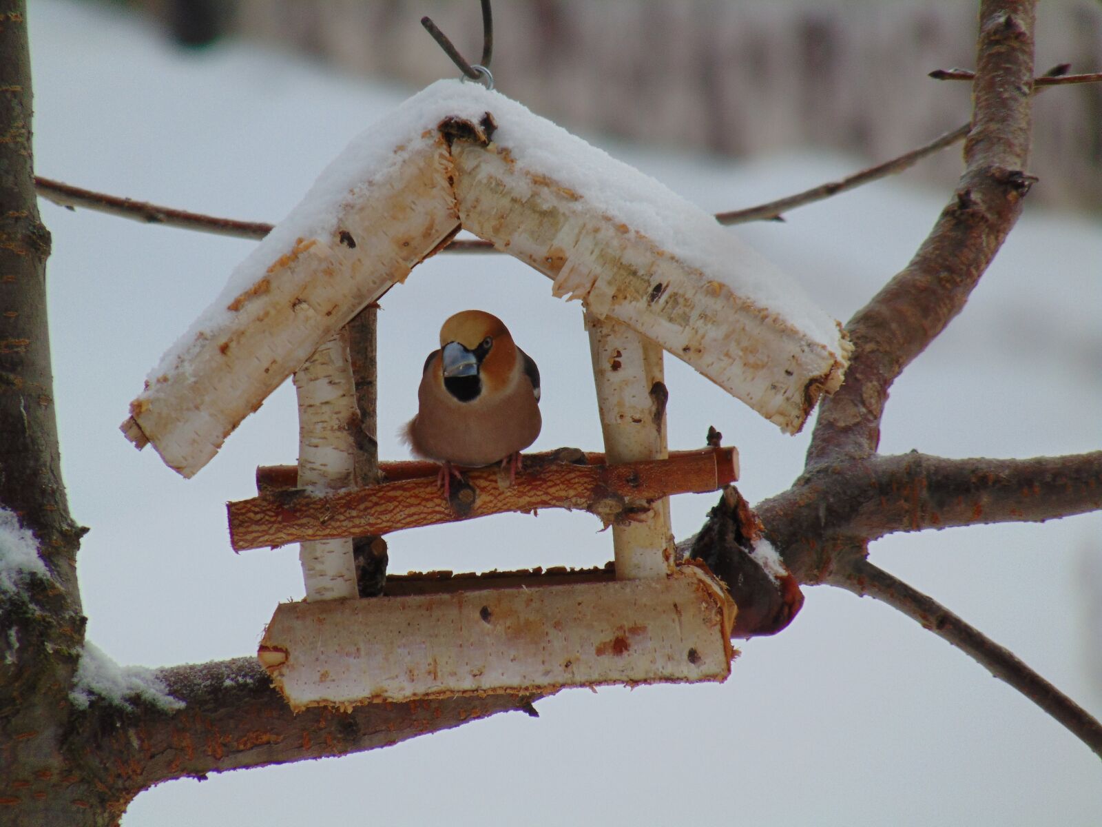 Sony Cyber-shot DSC-H300 sample photo. Cherry cutter, outdoors, nature photography