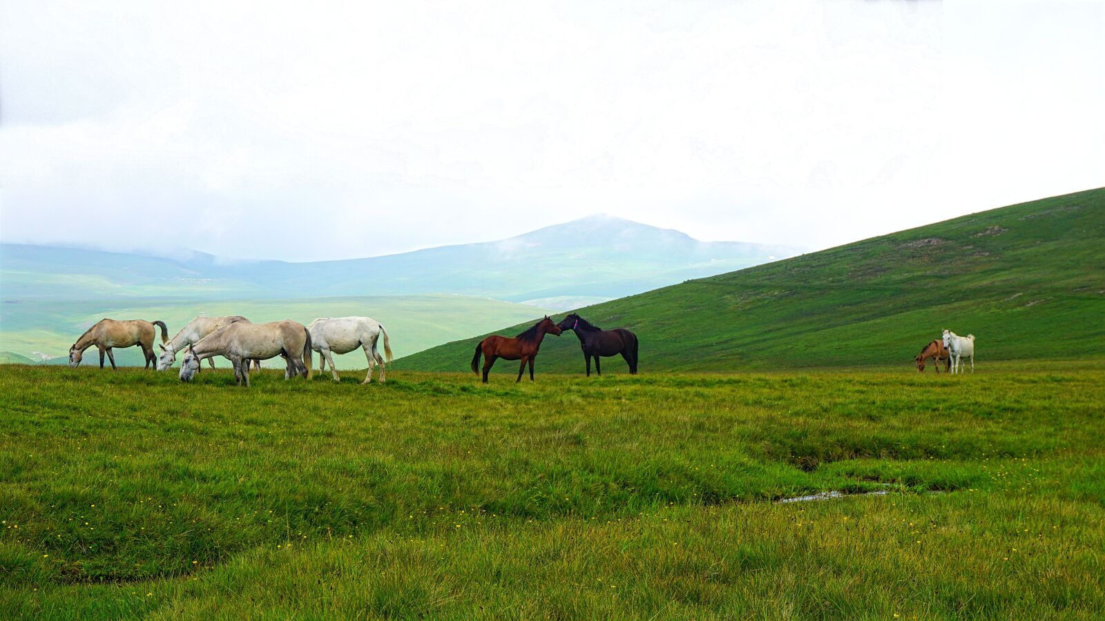 Sony a6000 sample photo. Horse, herd, animal photography