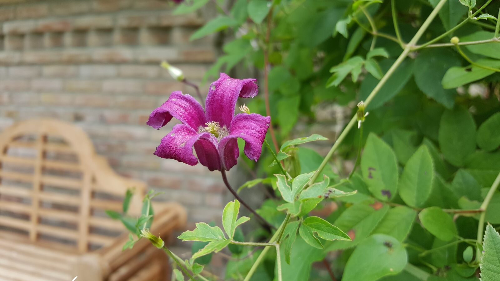 Samsung Galaxy S6 sample photo. Clematis, shrub, climber plant photography