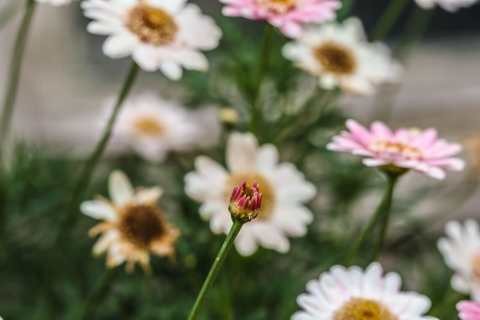 Canon EOS 7D Mark II sample photo. Flower, summer flower, garden photography