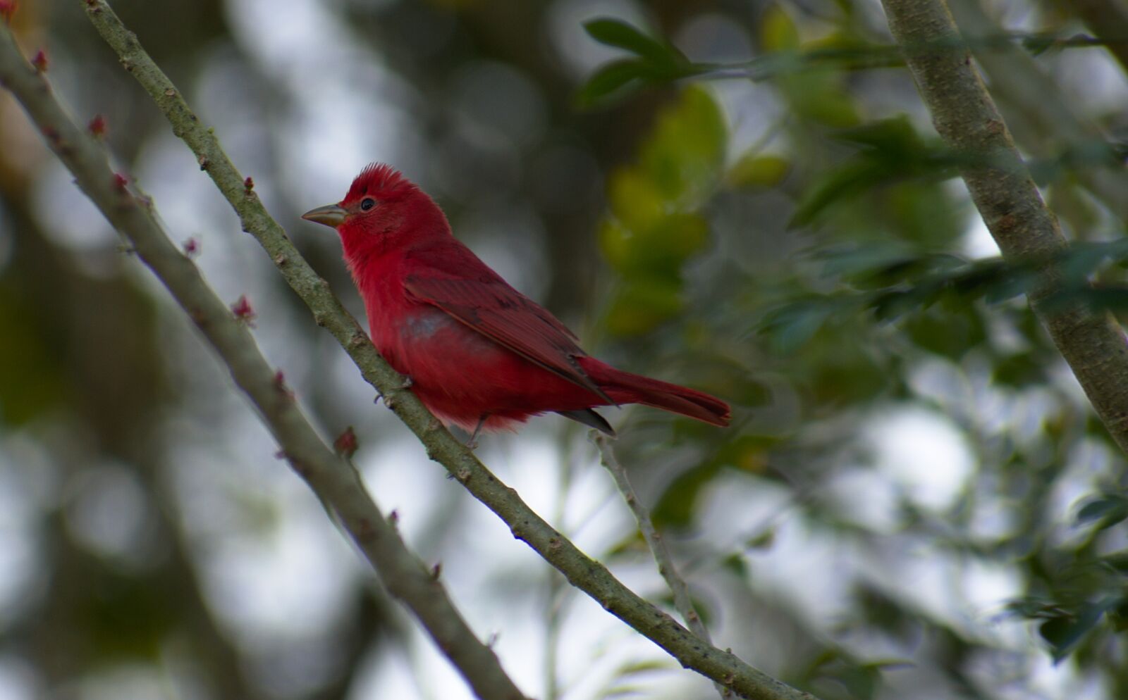 Nikon D7200 sample photo. Bird, tree, summer tanager photography