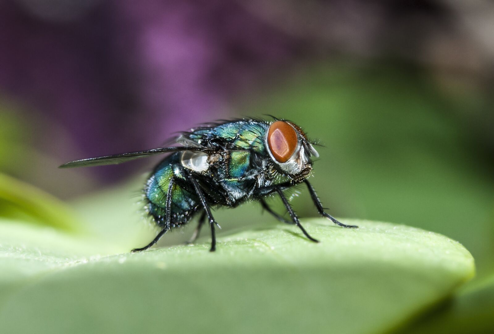Nikon D60 sample photo. Mucha, insect, macro photography