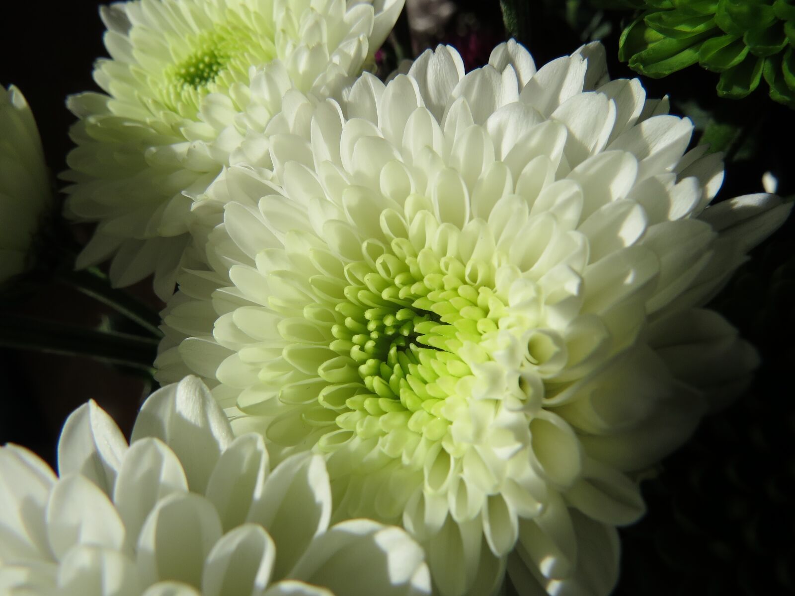 Canon PowerShot SX50 HS sample photo. Flowers, chrysanthemums, white photography