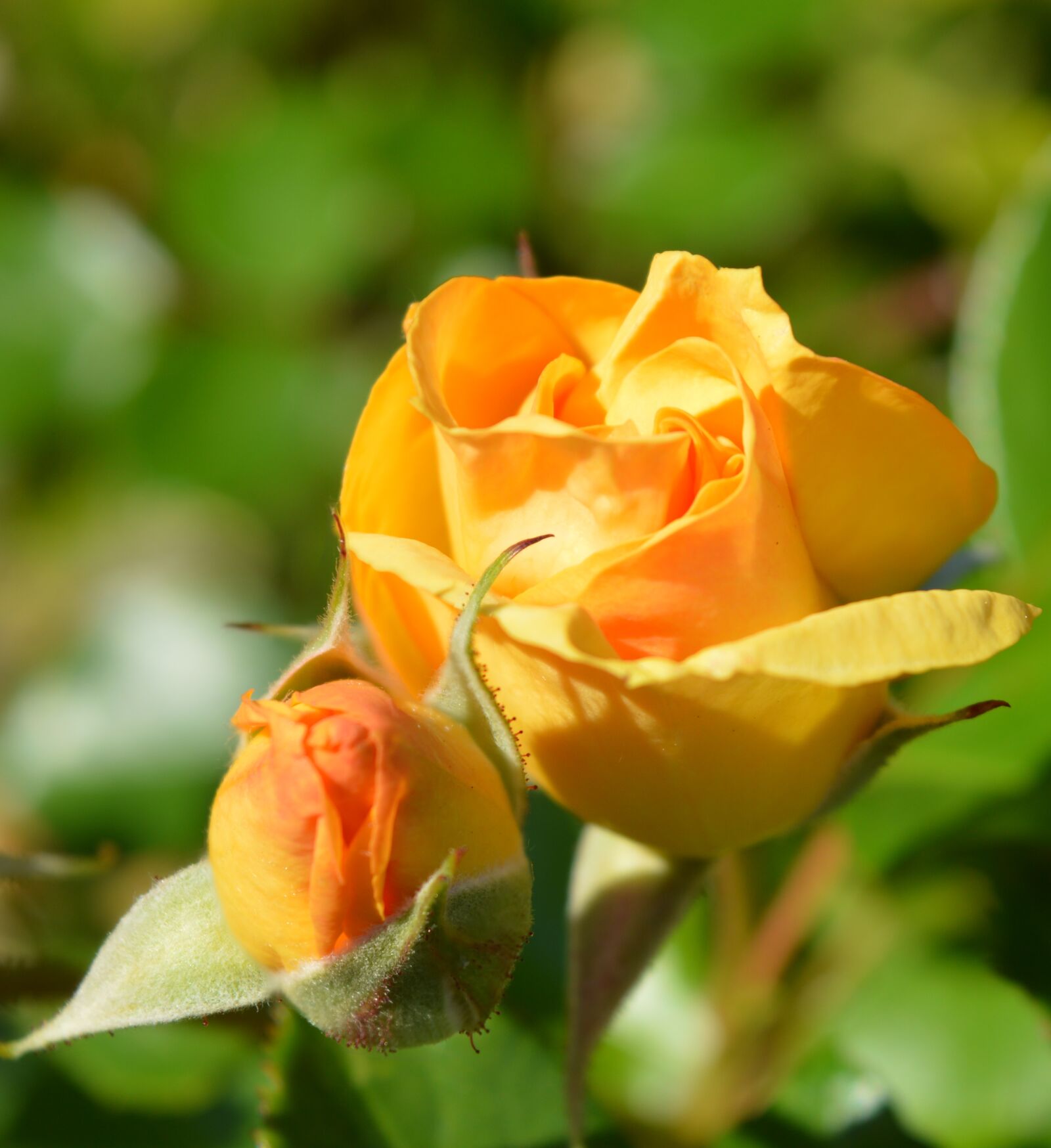 Nikon D3200 sample photo. Roses, yellow, garden photography