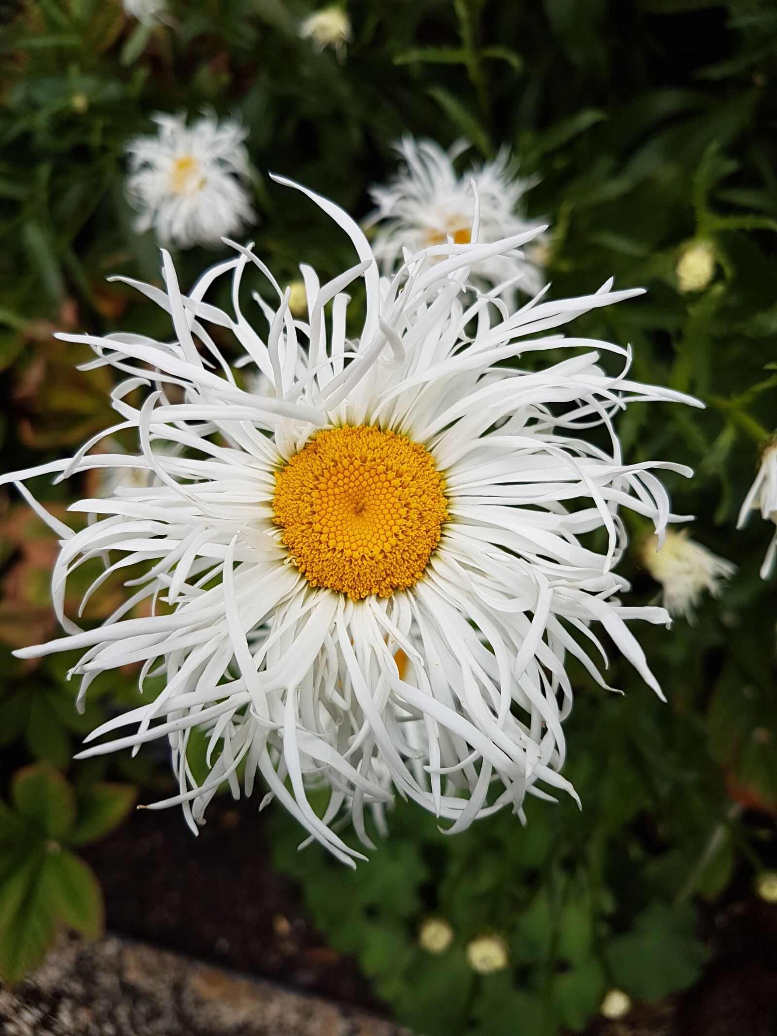 Samsung Galaxy S7 sample photo. Daisy, nature, floral photography