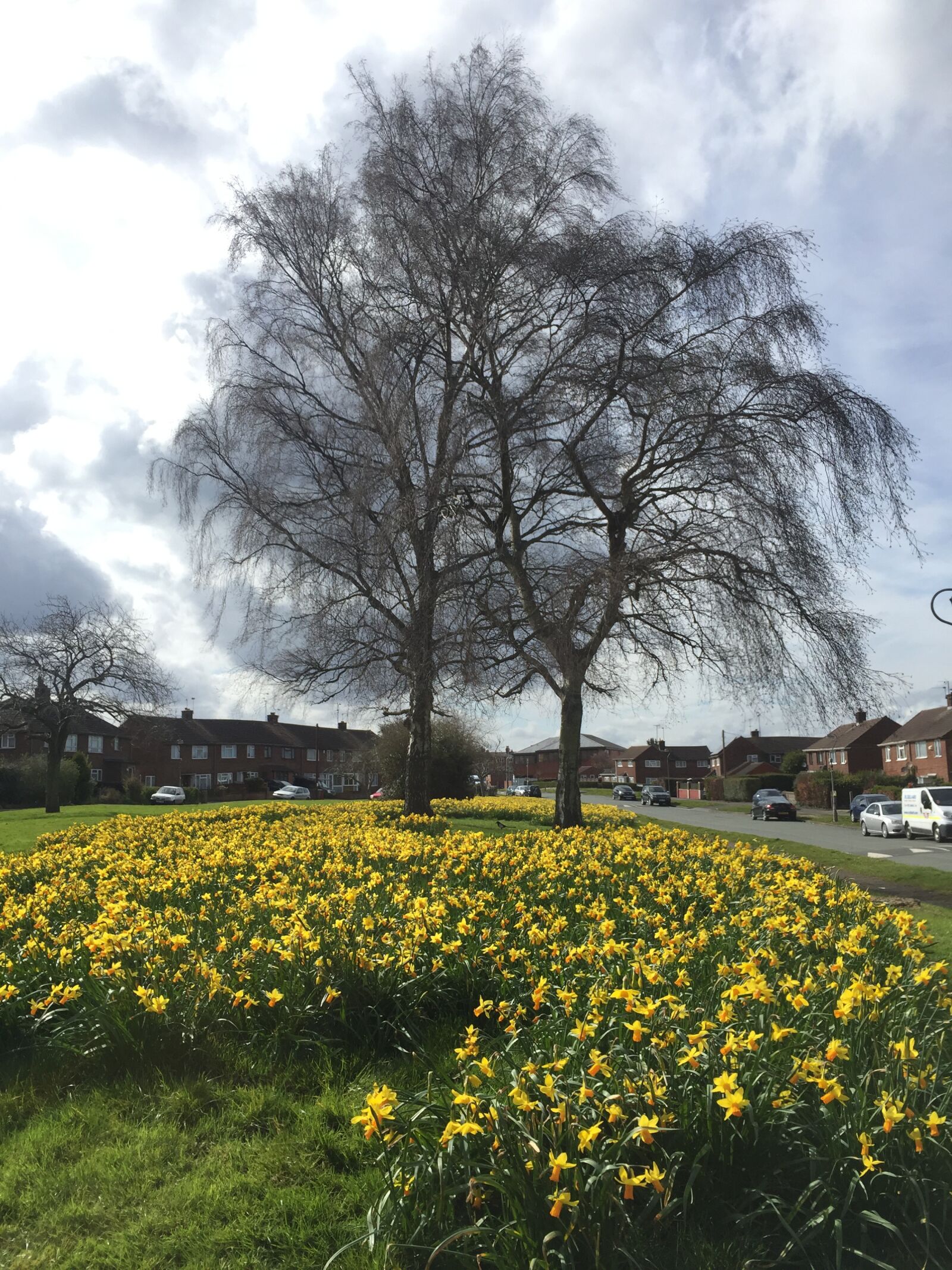 iPhone 6 back camera 4.15mm f/2.2 sample photo. Tree, flowers, town photography