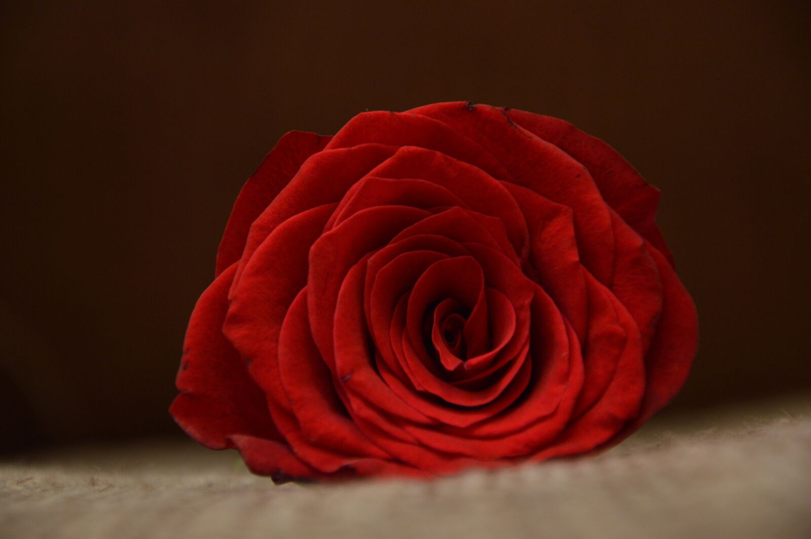 Nikon D3200 sample photo. Red, flowers photography