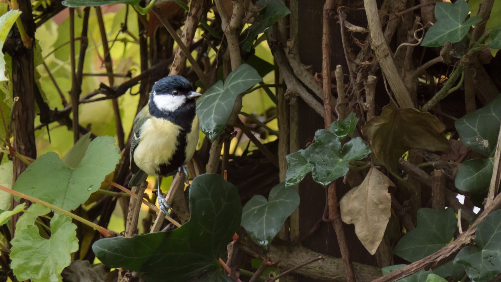 Panasonic Lumix DMC-FZ2500 (Lumix DMC-FZ2000) sample photo. Bird, tit, garden photography