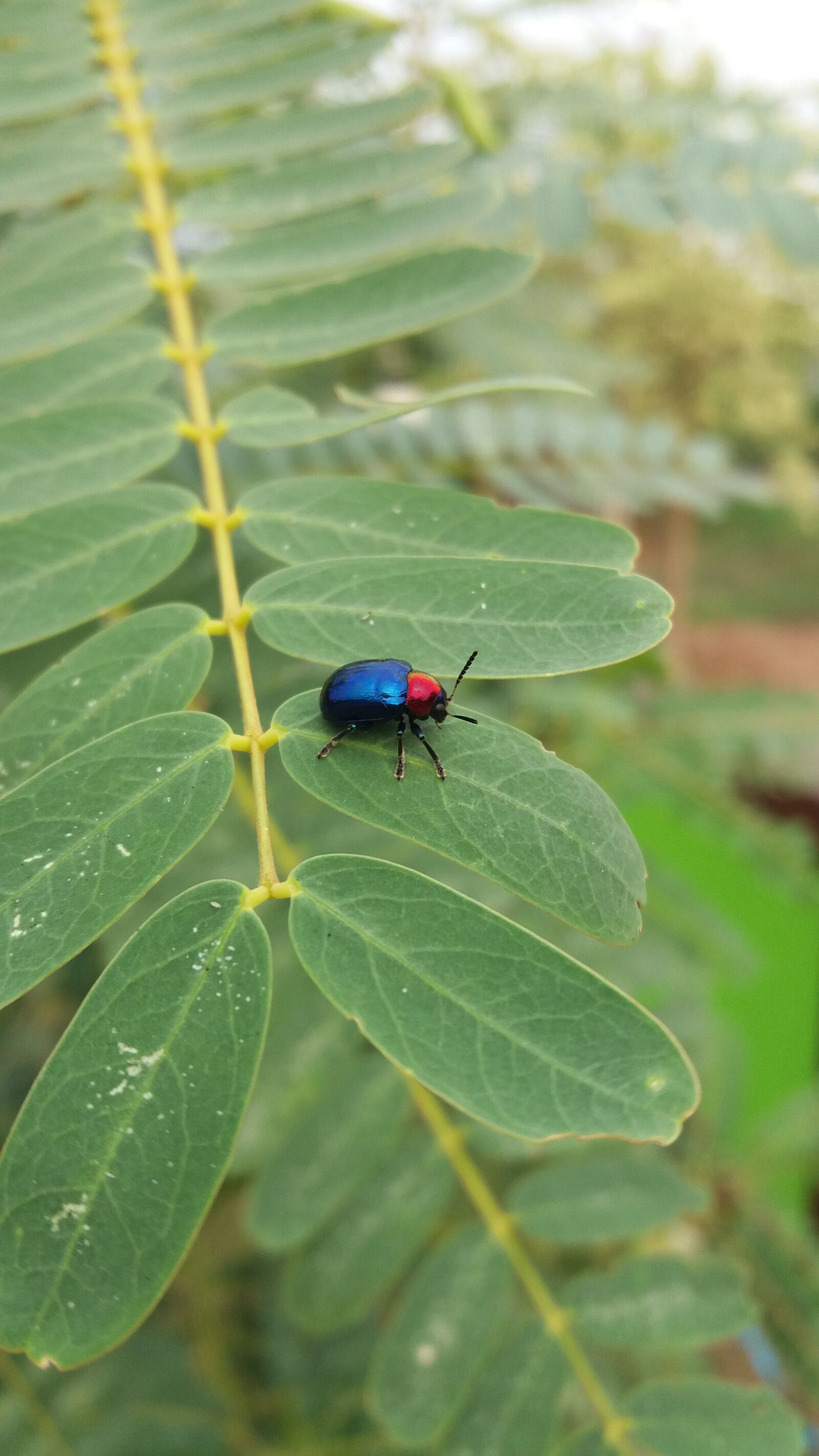 Samsung Galaxy J5 sample photo. Insects, insect, a photography