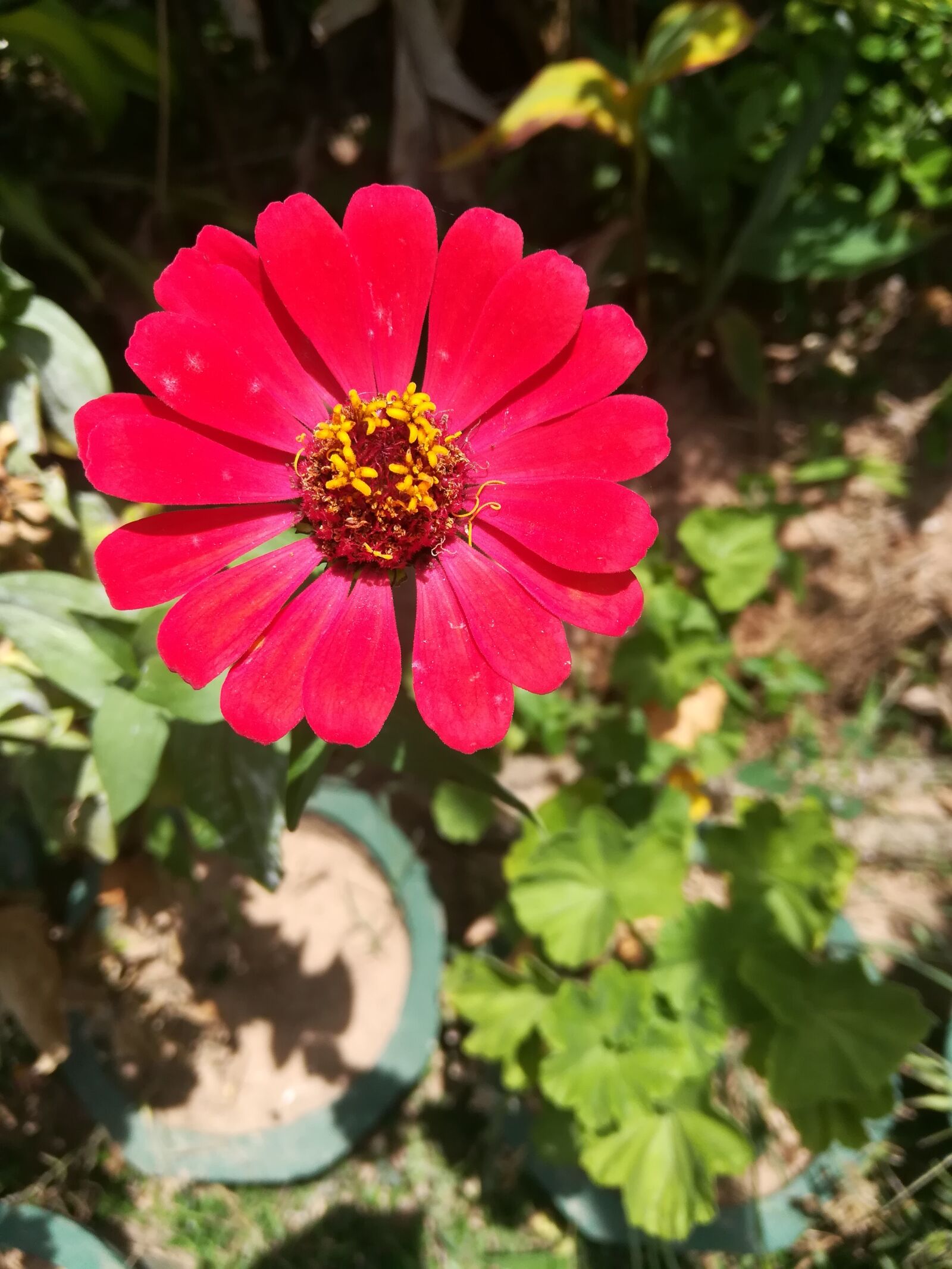 HUAWEI GR5 2017 sample photo. Flower, nature, red photography