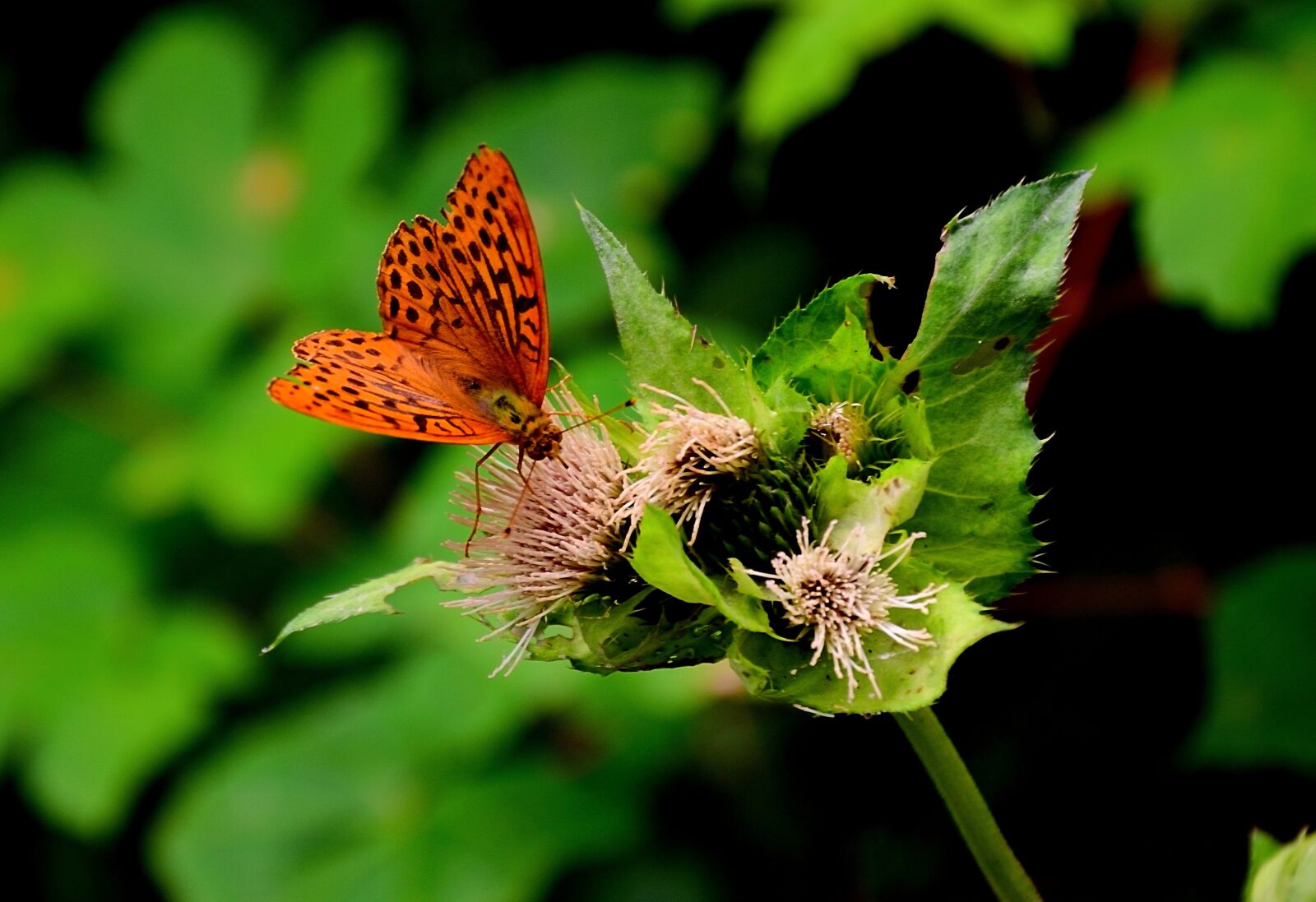 Nikon D3300 sample photo. Butterfly, brown, close up photography