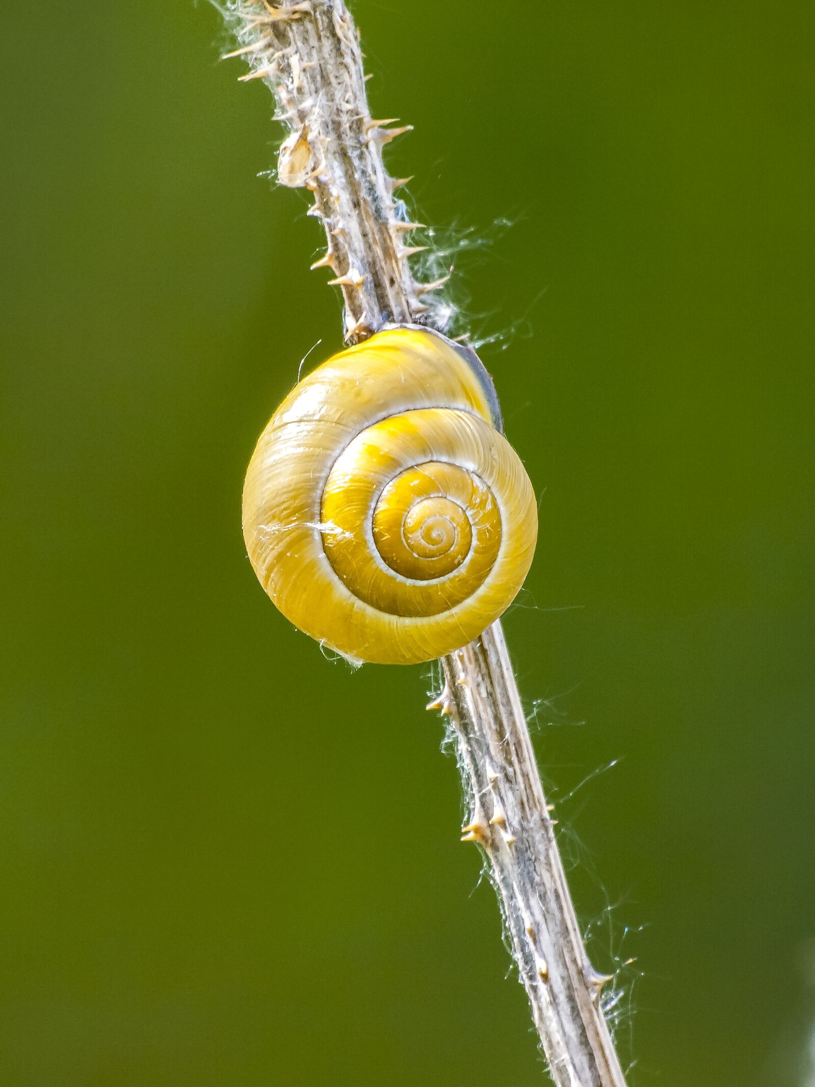Olympus E-3 sample photo. Snail, tape worm, reptile photography