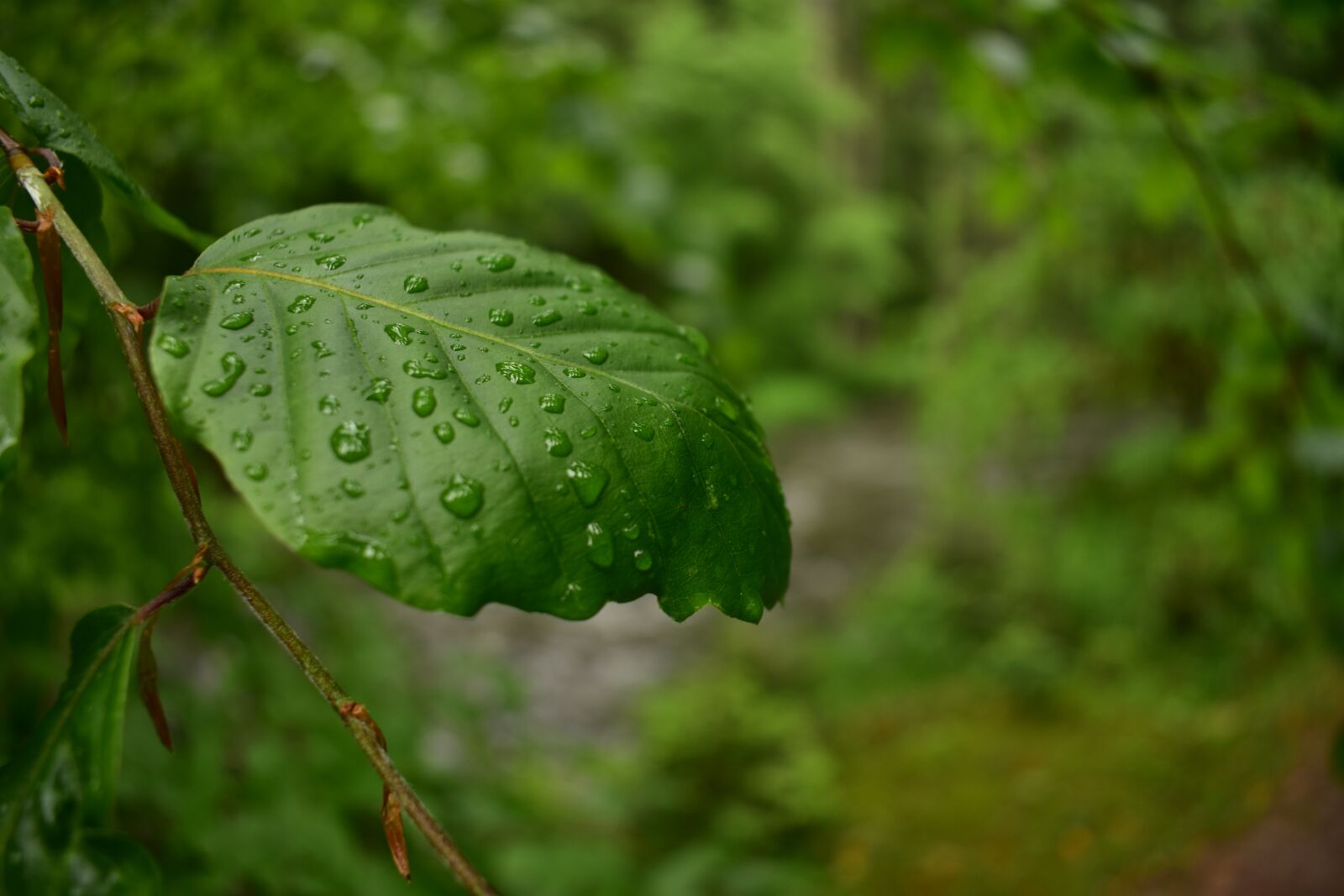 Nikon D3400 sample photo. Nature, letter, green photography