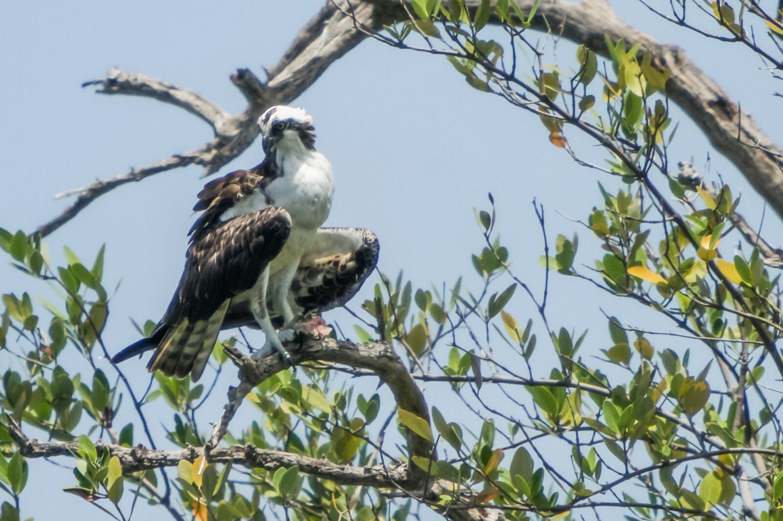 Canon EOS 7D + Canon EF 70-200mm F2.8L IS USM sample photo. Usa, florida, osprey photography