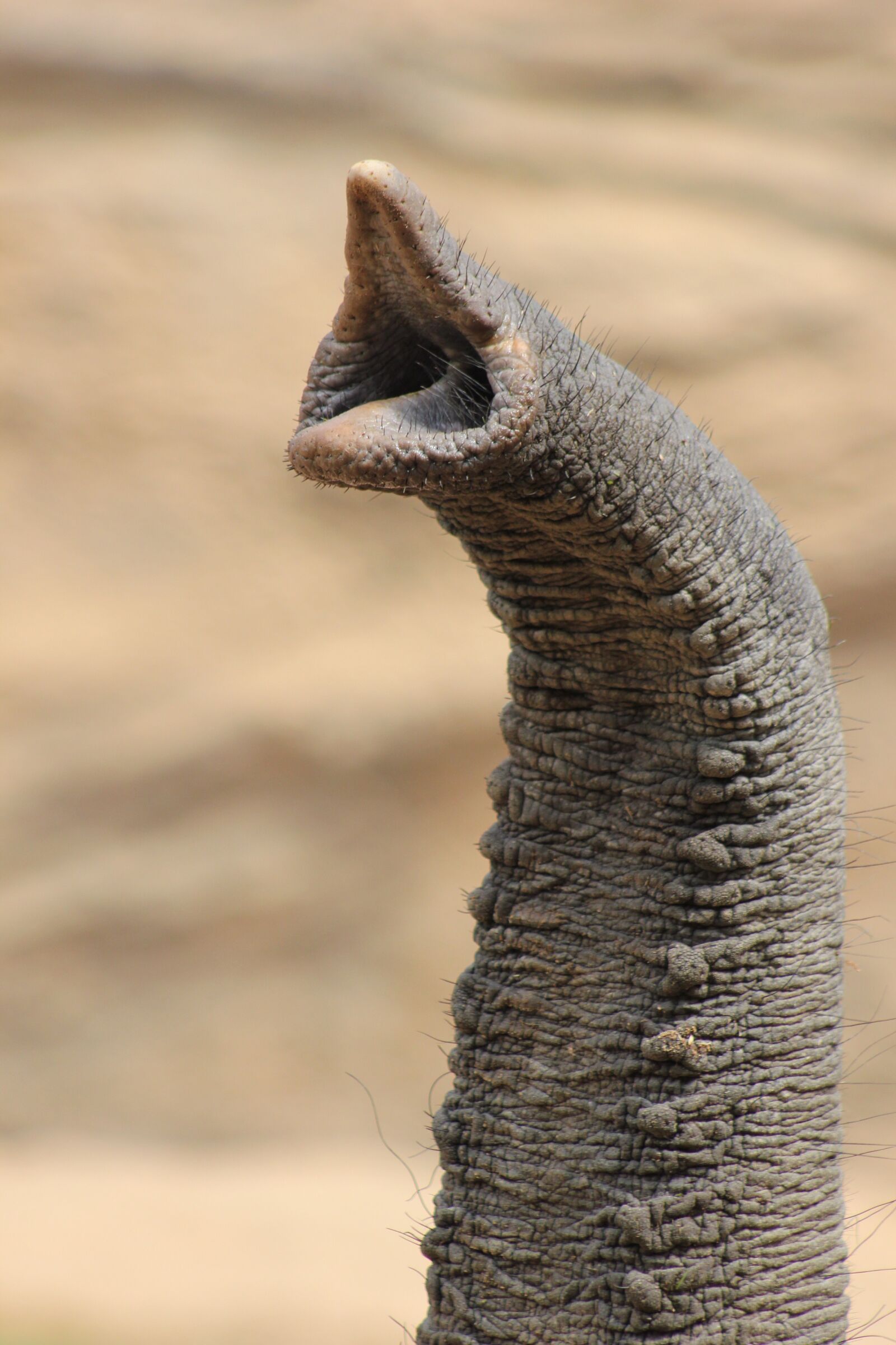 Canon EOS 550D (EOS Rebel T2i / EOS Kiss X4) sample photo. Elephant, proboscis, animal photography