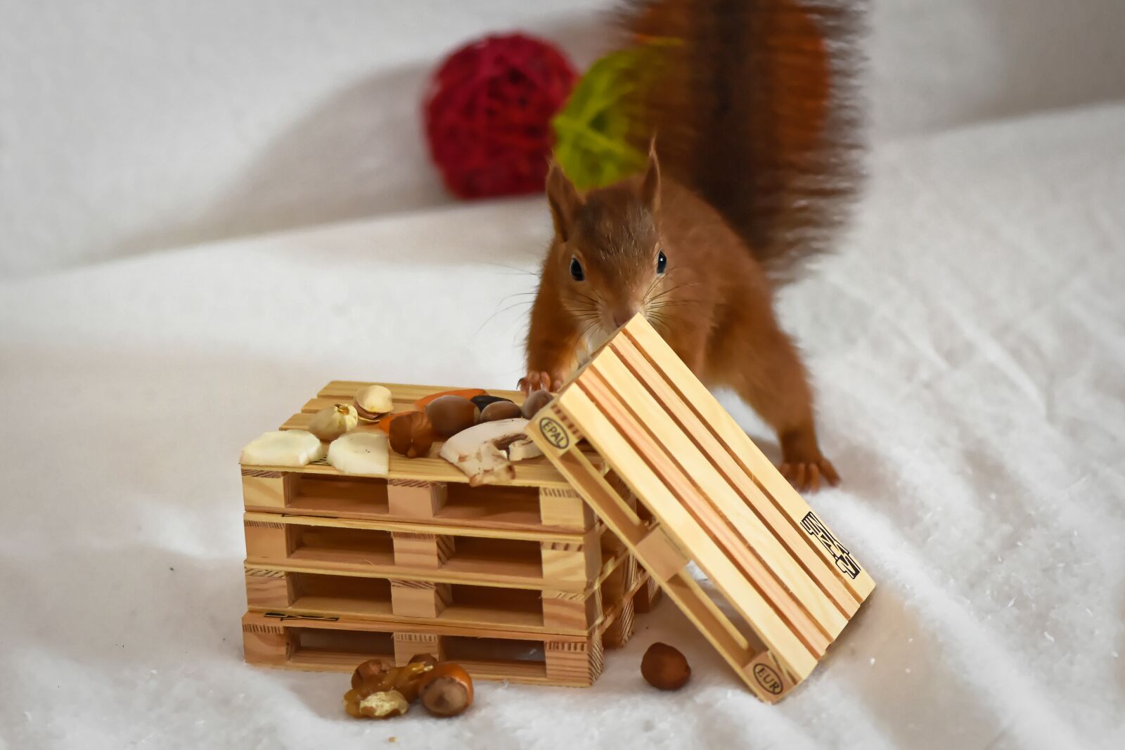 Nikon D7200 sample photo. Squirrel, young animal, small photography