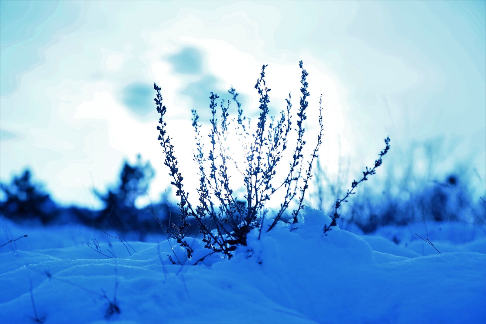 Canon EF 24-105mm F4L IS USM sample photo. Snow, winter, nature photography