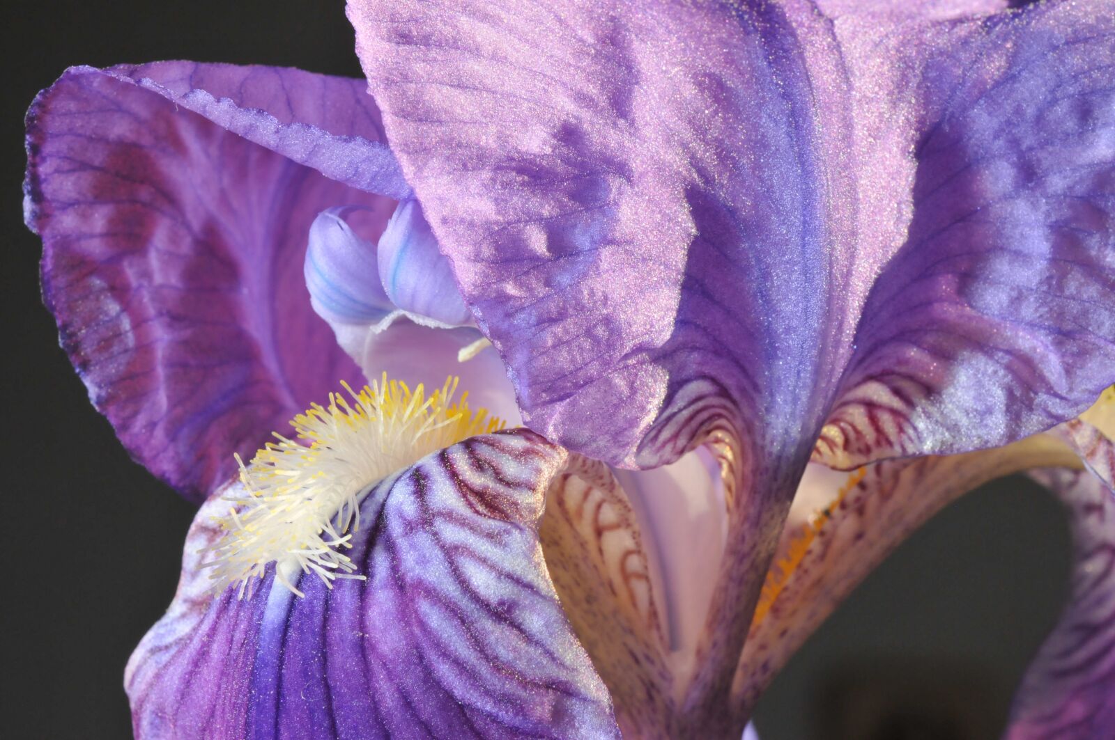 Nikon D300S sample photo. Iris, flower, garden photography