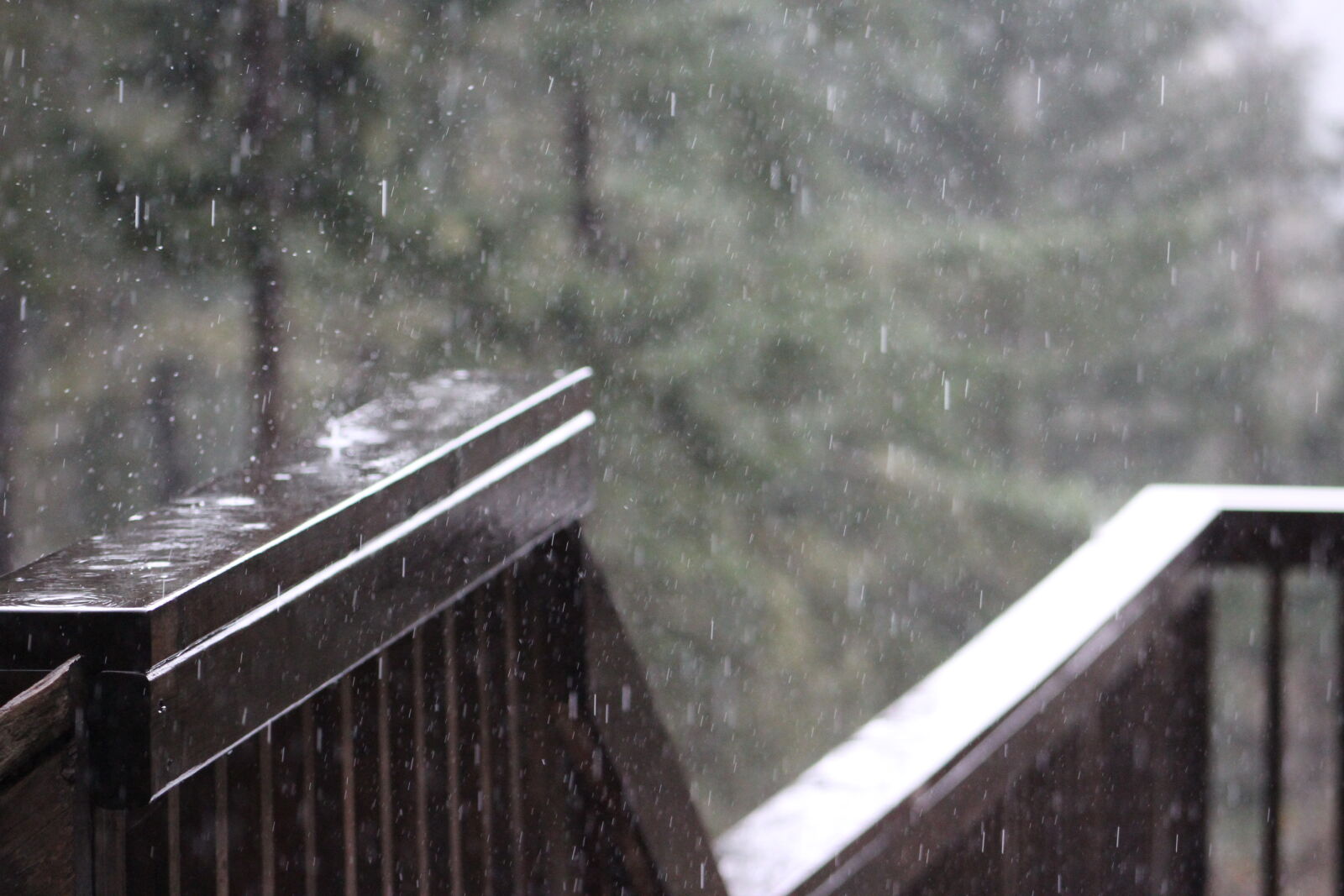 Canon EF 75-300mm f/4-5.6 sample photo. Forest, rain, raining, trees photography