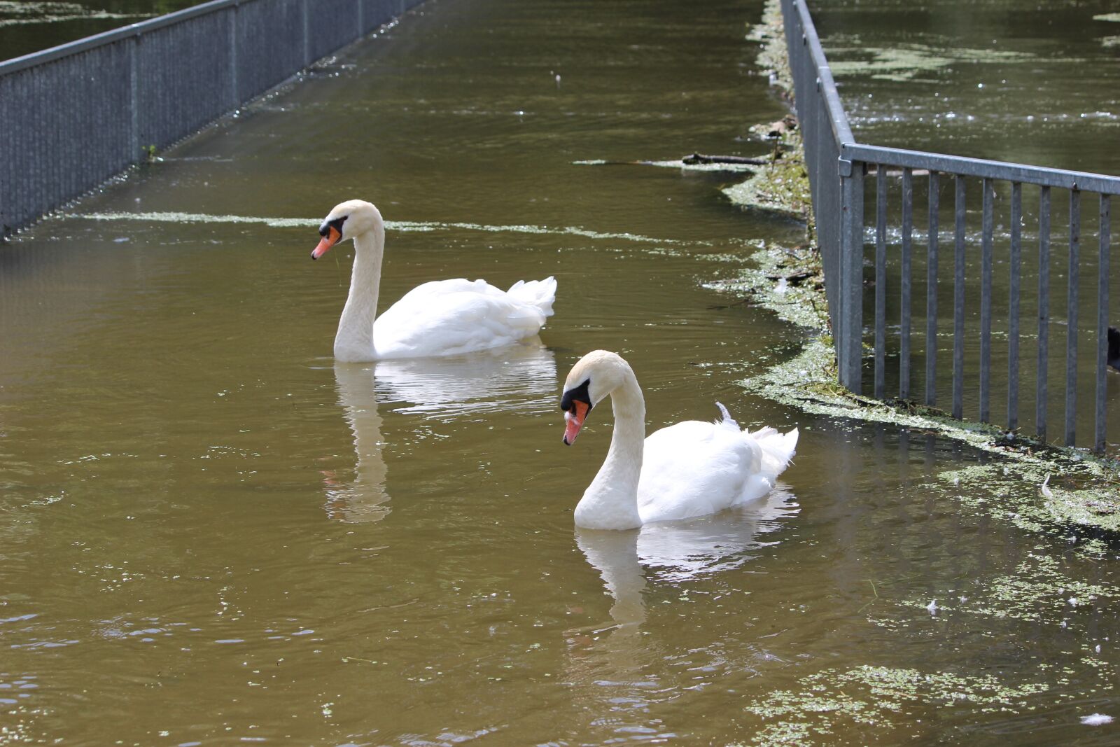Canon EOS 600D (Rebel EOS T3i / EOS Kiss X5) sample photo. Waters, swan, lake photography
