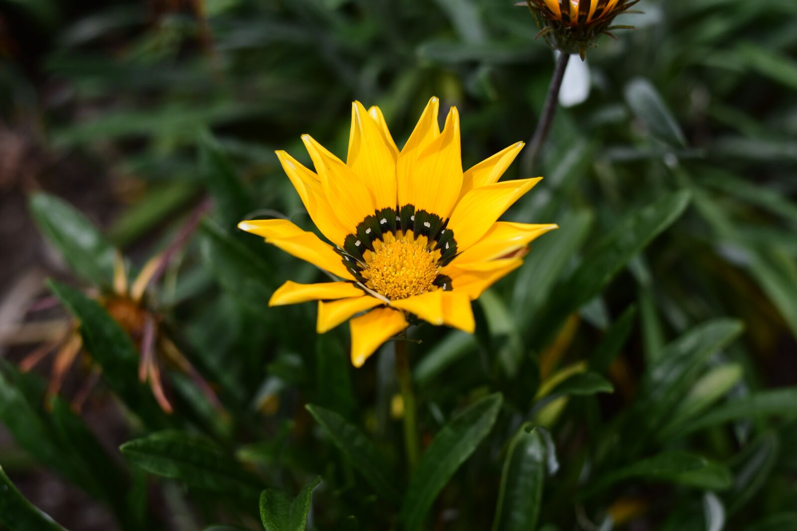 Nikon D3400 sample photo. Nature, plant, flower photography