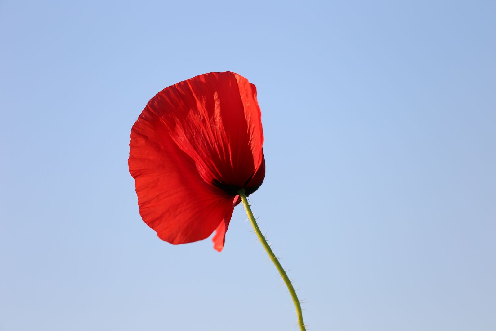 Canon EF 70-300 F4-5.6 IS II USM sample photo. Red poppy, evening, bloom photography