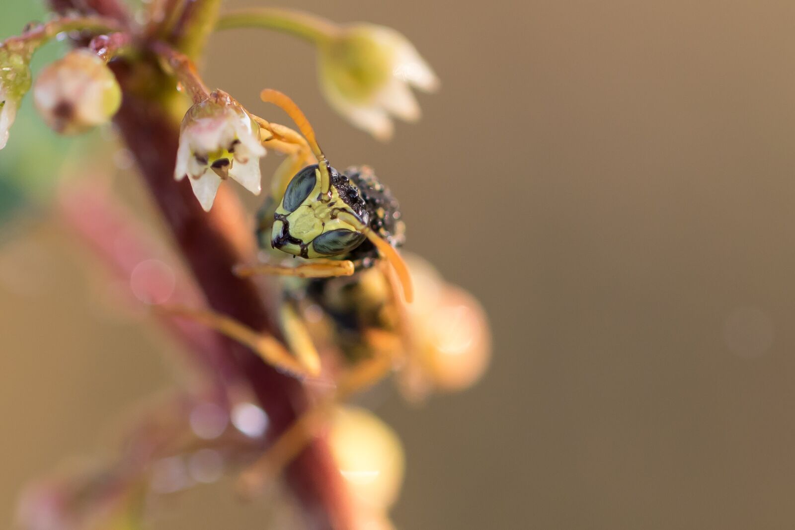 Canon EOS 7D Mark II sample photo. Gallic field wasp, field photography