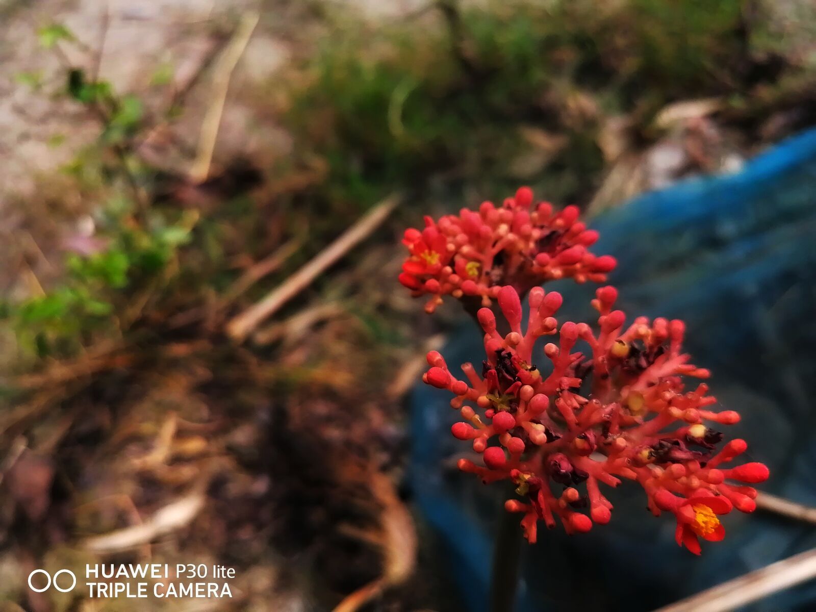 HUAWEI P30 LITE sample photo. Village, flower, beauty photography