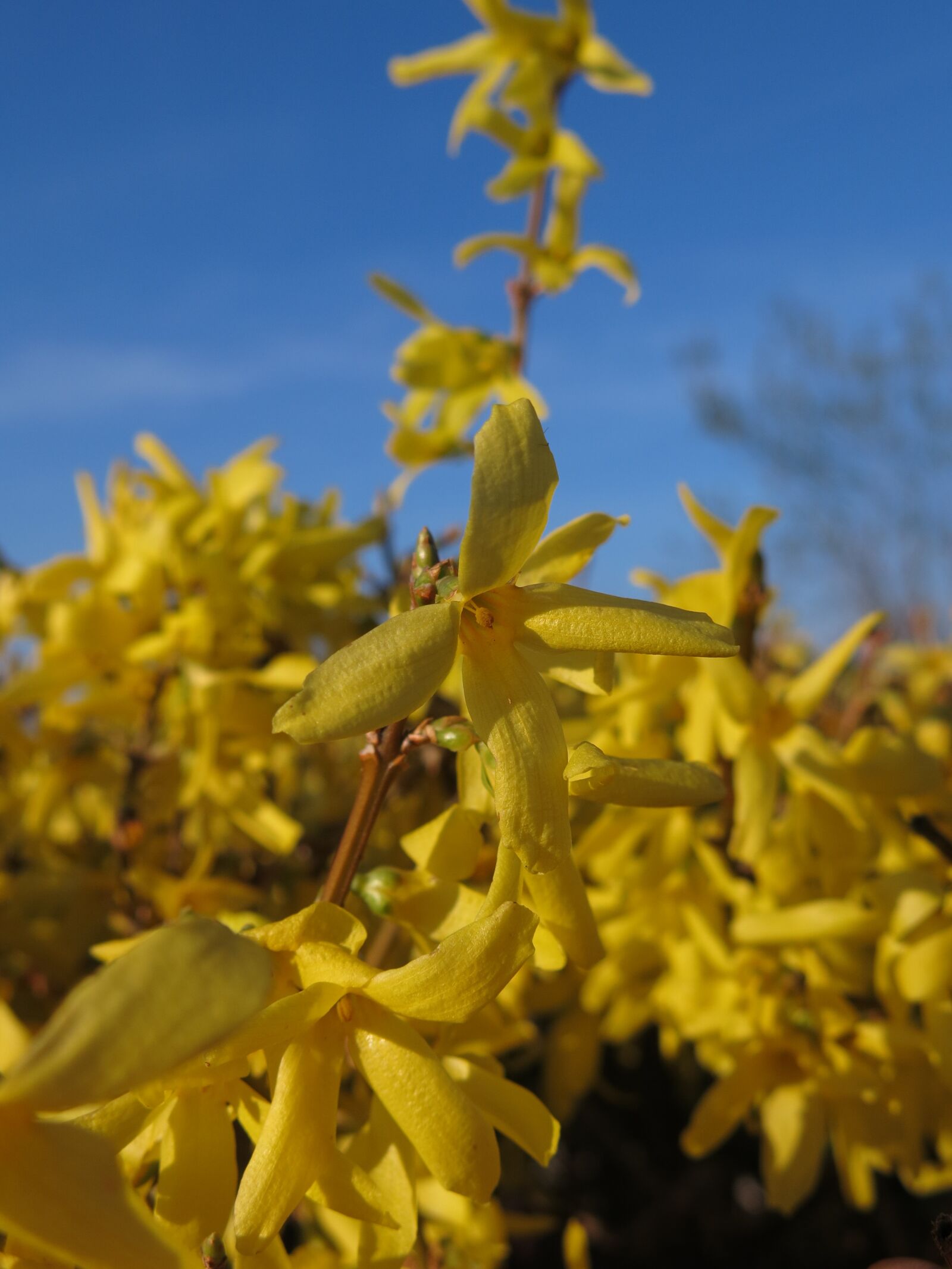 Canon PowerShot G15 sample photo. Forsythia, garden forsythia, gold photography