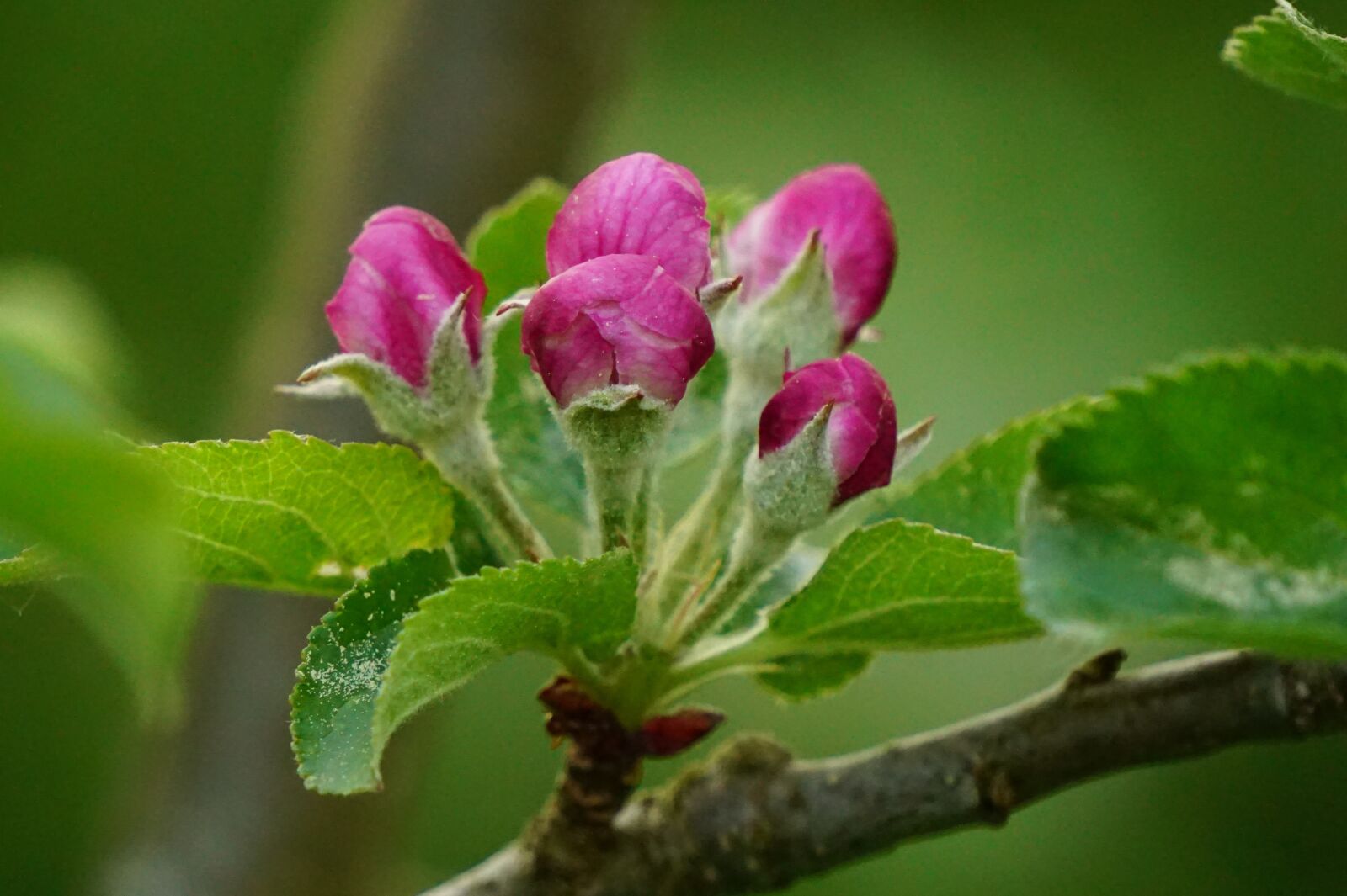 Sony a6000 sample photo. Flower buds, apple tree photography