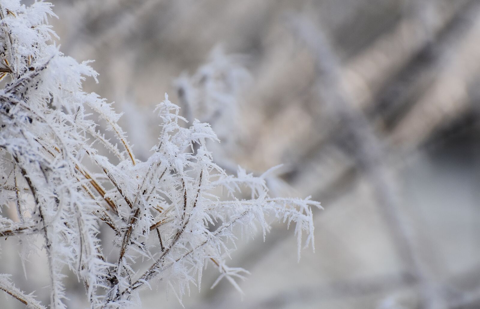 Nikon D7200 sample photo. Frost, winter, aesthetic photography