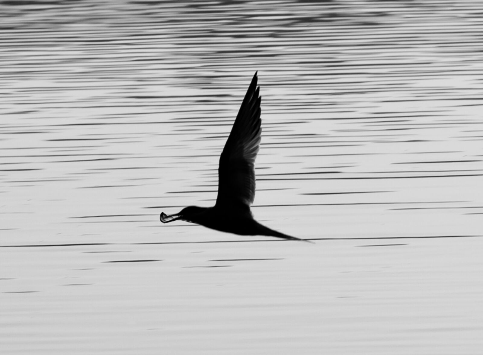 Canon EF 70-200mm F4L USM sample photo. Arctic tern, silhouette, flying photography