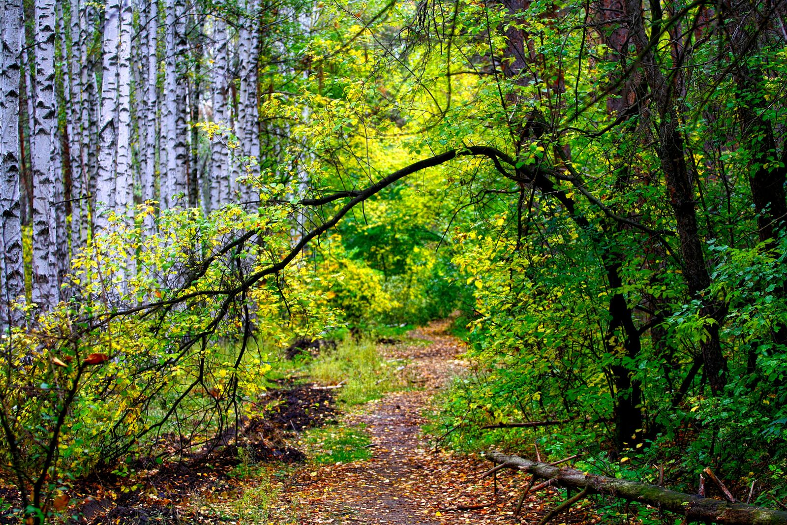 Canon EOS 1000D (EOS Digital Rebel XS / EOS Kiss F) sample photo. Autumn, forest, path photography