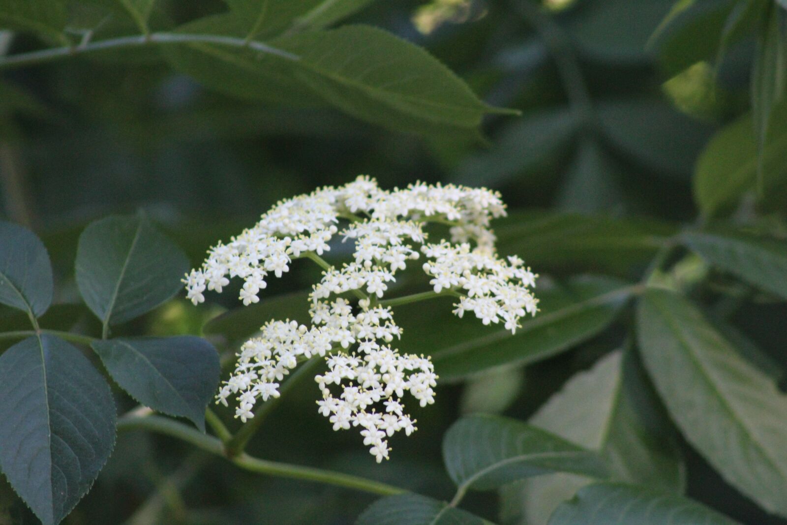 Canon EF 75-300mm f/4-5.6 sample photo. Elderflower, herbal, medicinal herbs photography