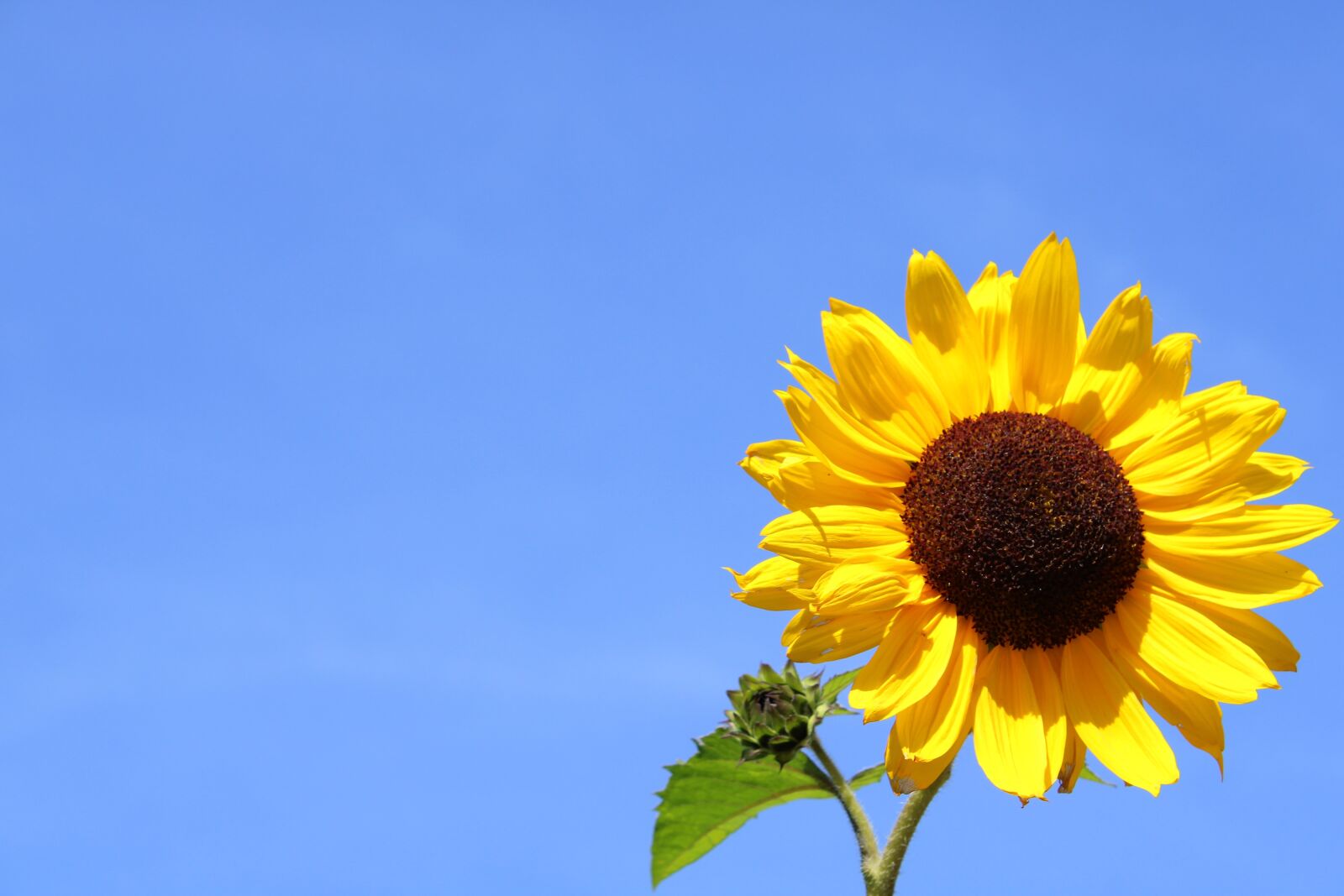 Canon EOS 2000D (EOS Rebel T7 / EOS Kiss X90 / EOS 1500D) sample photo. Sunflower, flower, blossom photography