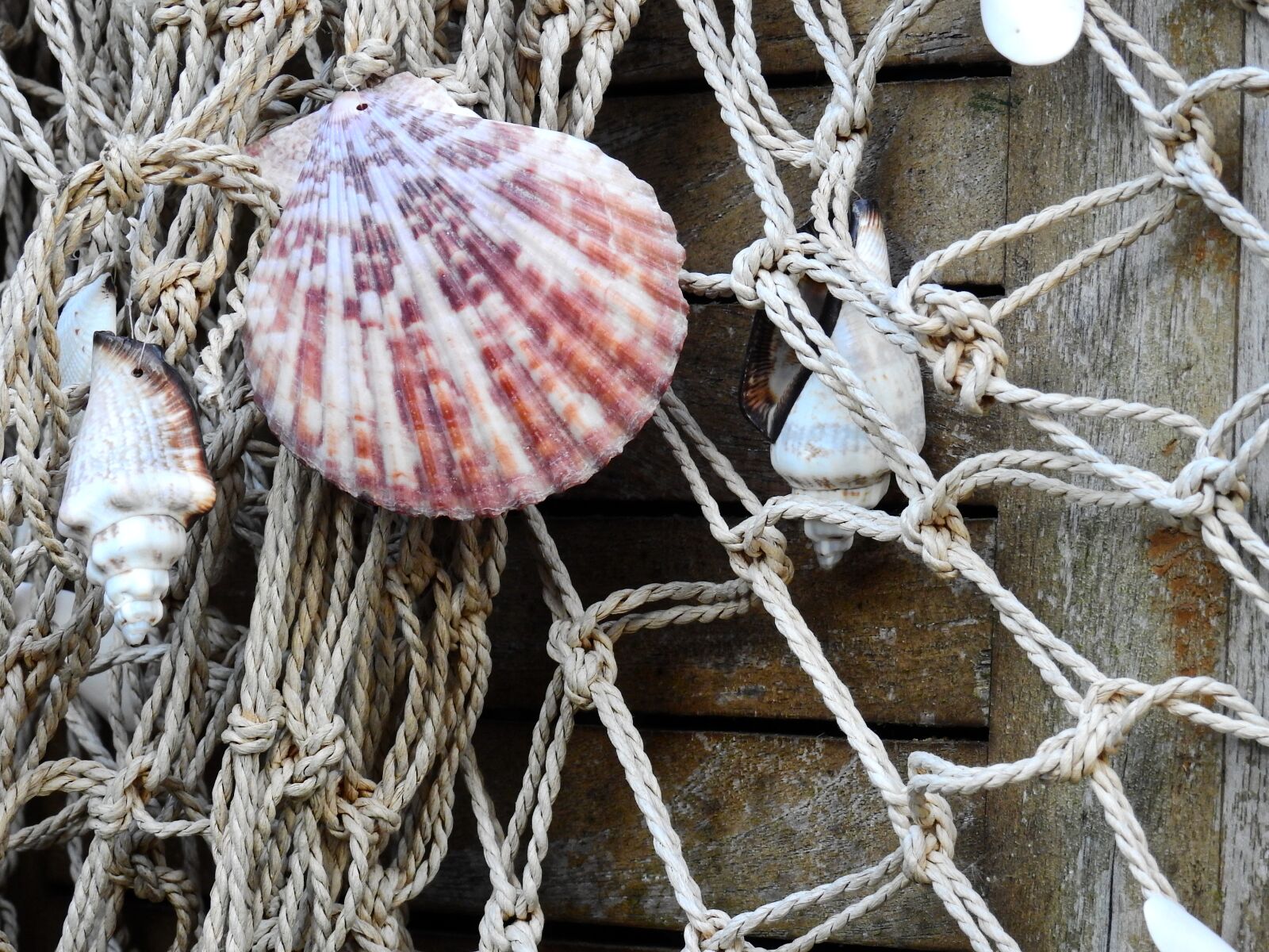 Nikon Coolpix P900 sample photo. Shell, sea, lake photography