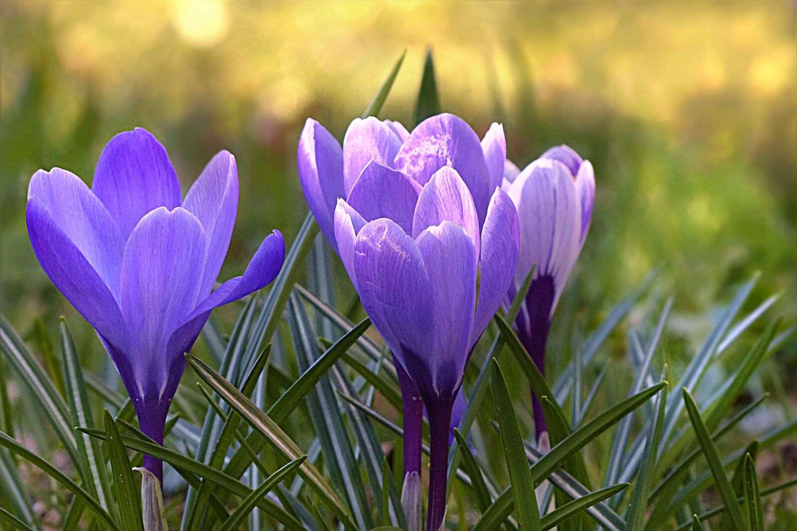 Panasonic Lumix DMC-FZ200 sample photo. Crocus, flower, violet photography