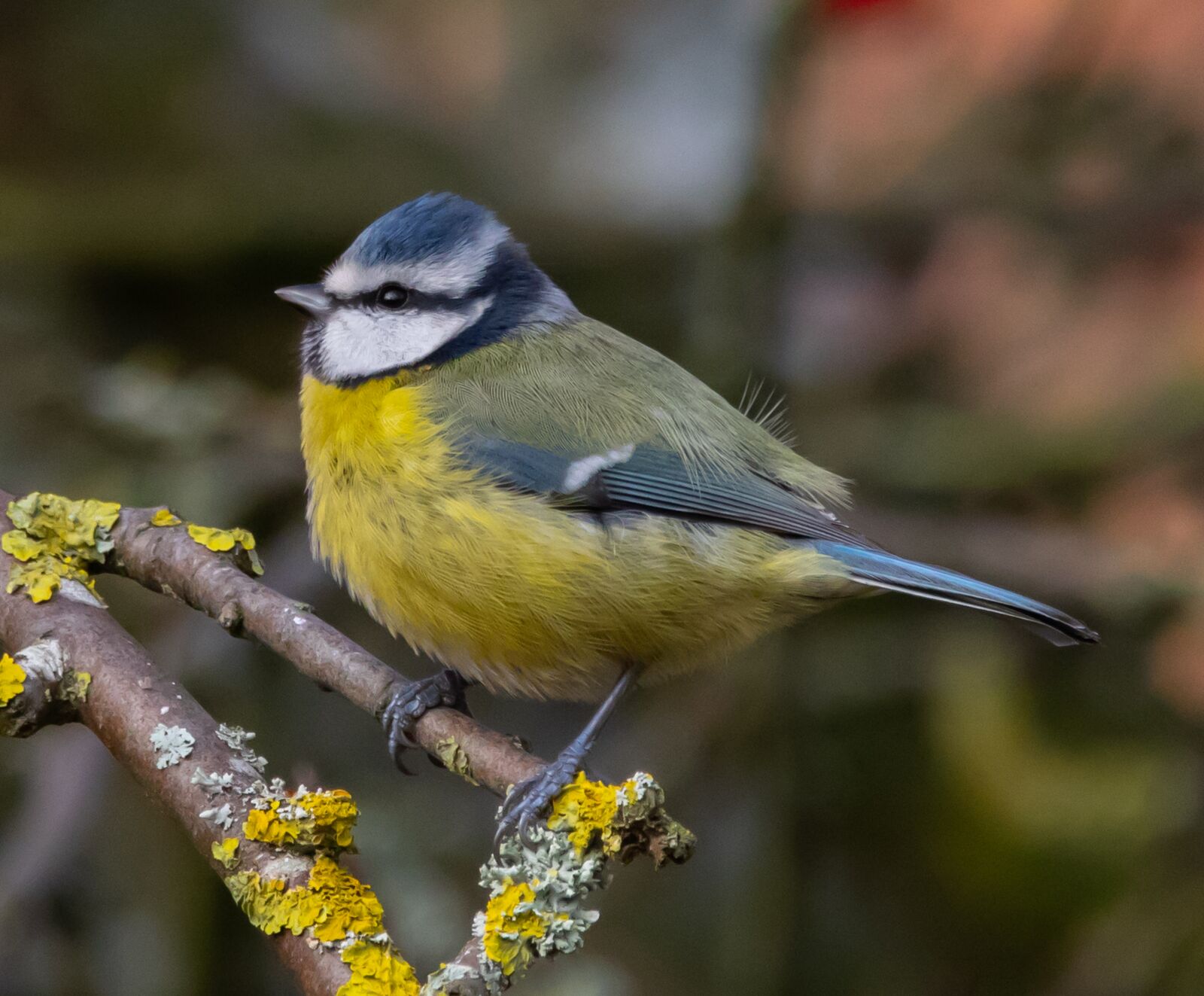 150-600mm F5-6.3 DG OS HSM | Contemporary 015 sample photo. Blue tit, feeding tit photography