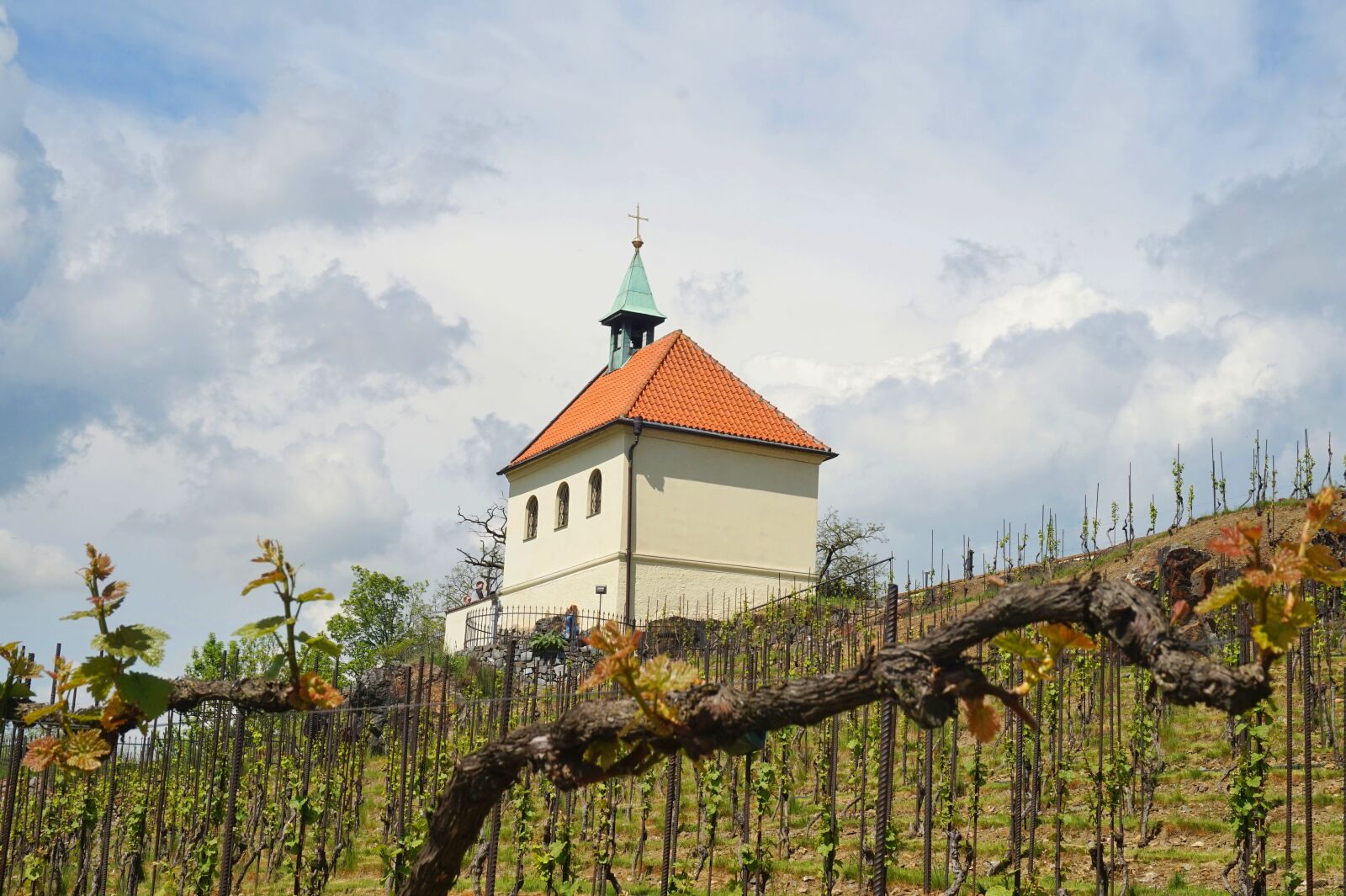 Sony Alpha a5000 (ILCE 5000) sample photo. Vineyard, prague, czechia photography