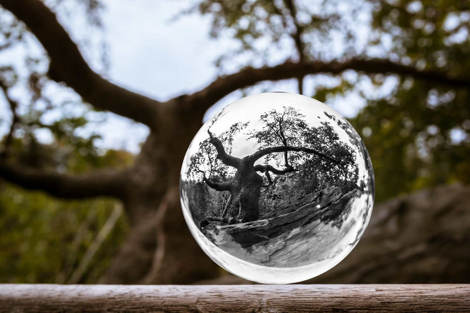 Samsung NX300M sample photo. Glass ball, tree, ball photography