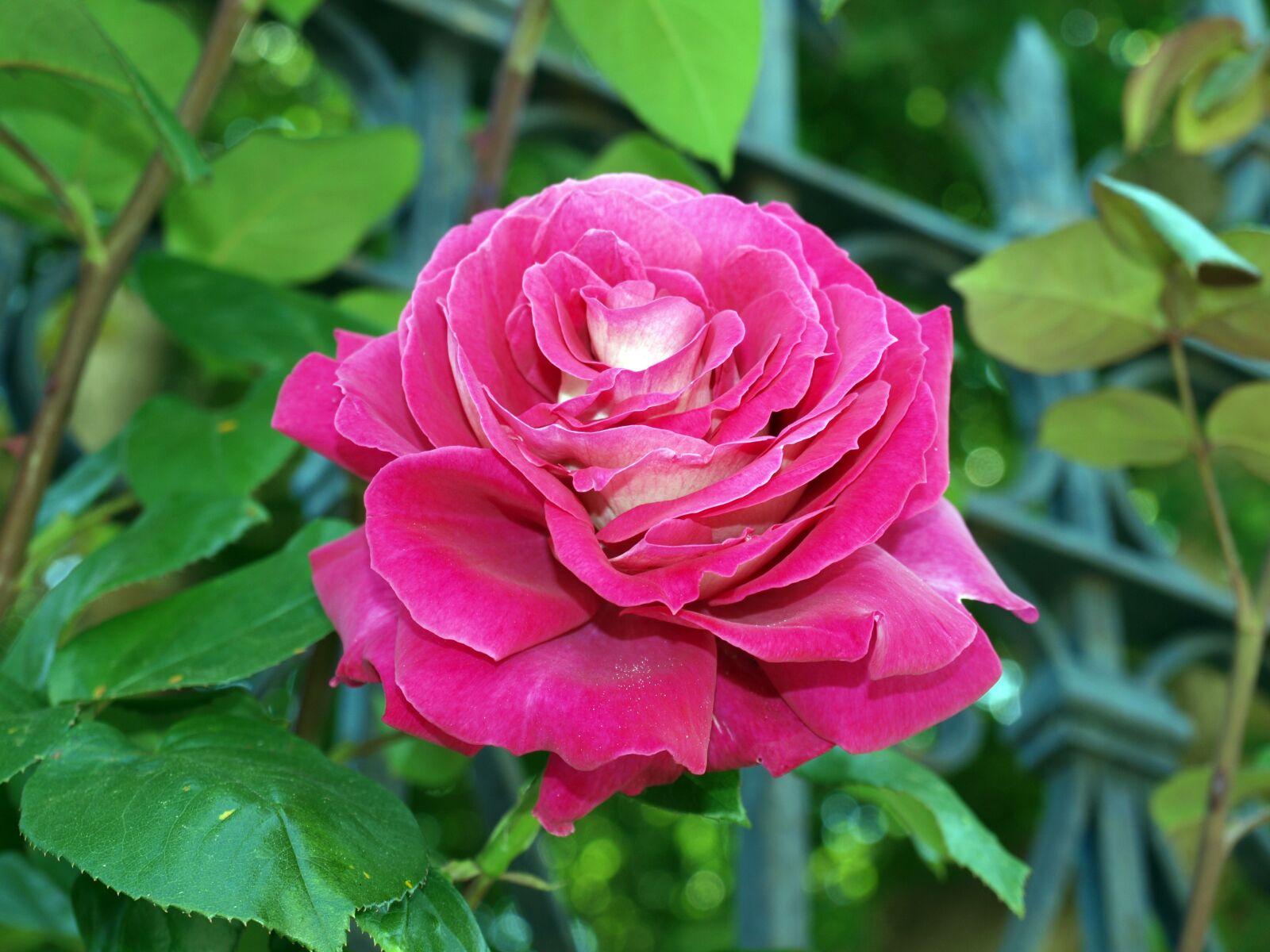 Olympus E-420 (EVOLT E-420) sample photo. Rosa, flower, plant photography