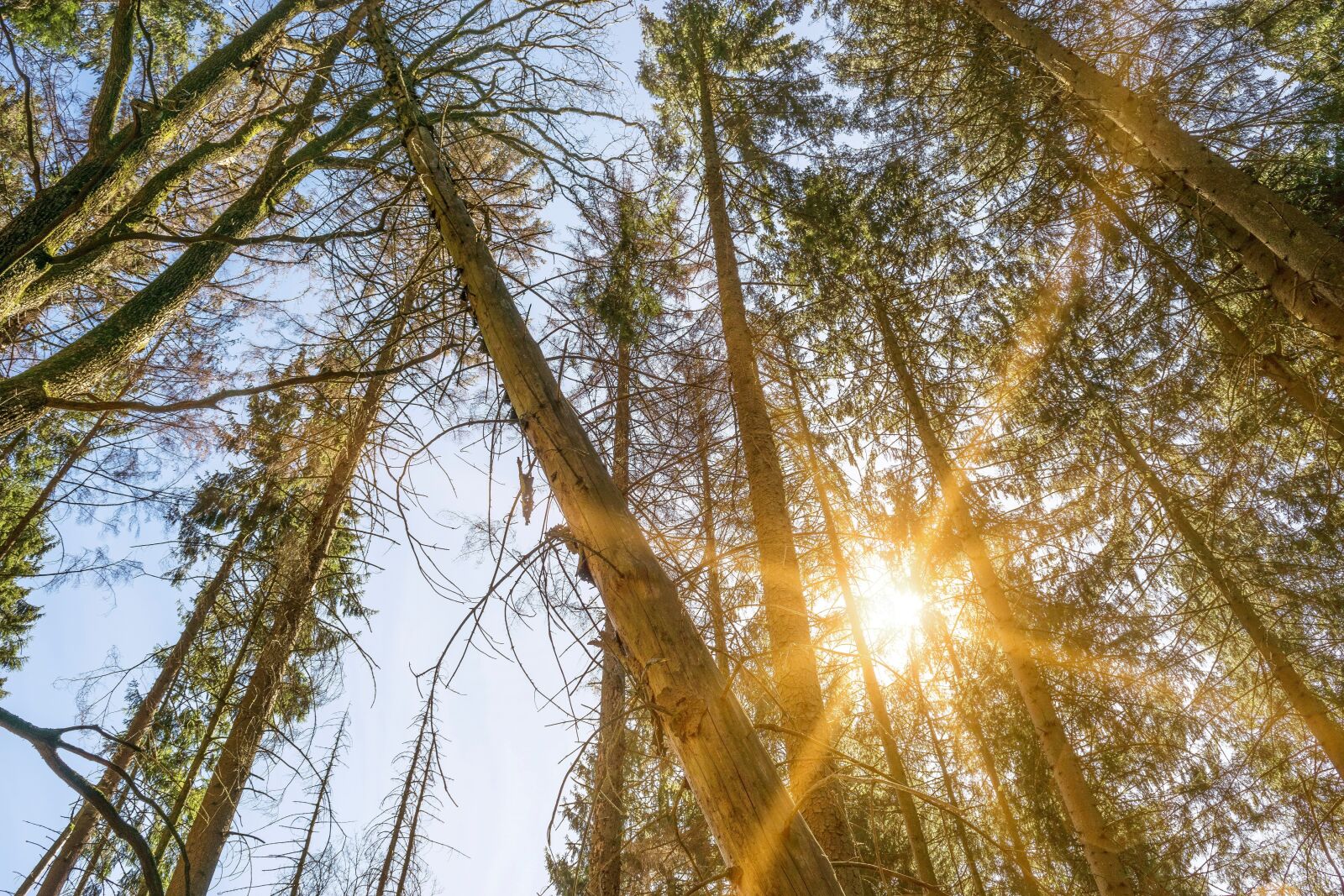 Nikon D3300 sample photo. Trees, sunbeam, nature photography