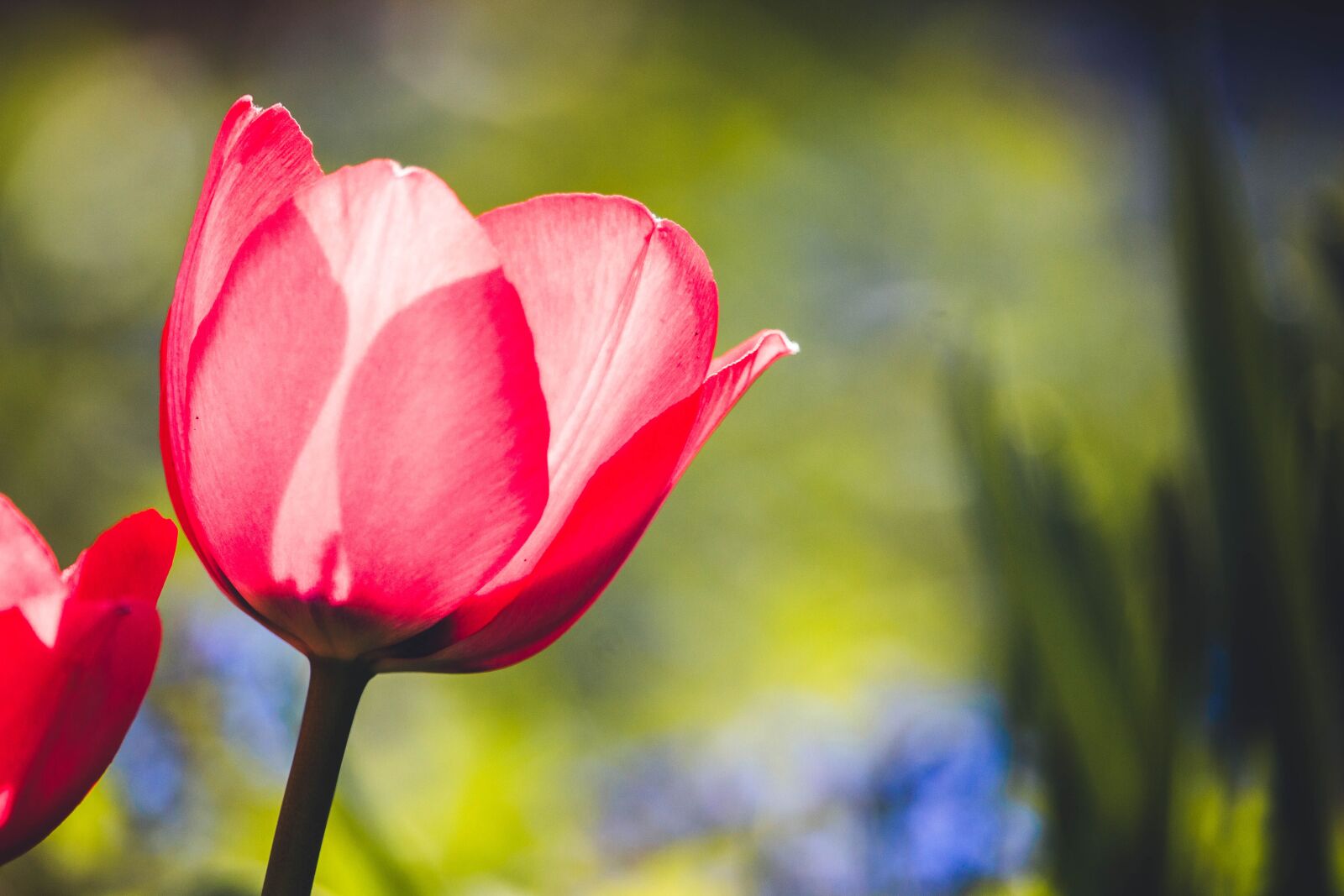 Canon EOS 100D (EOS Rebel SL1 / EOS Kiss X7) sample photo. Tulips, flowers, spring photography